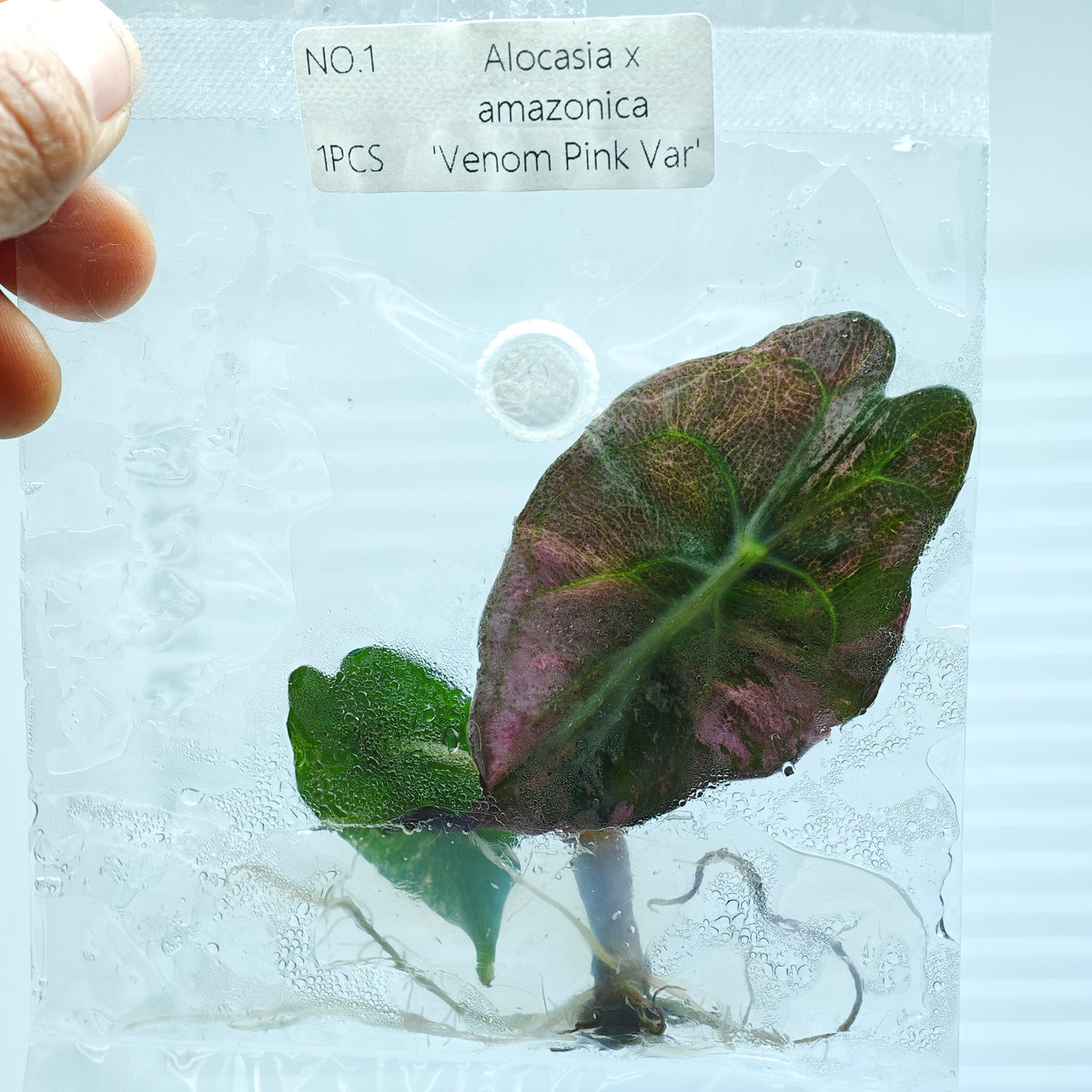 Alocasia Venom Pink Variegated (1plant/bag) - Tissue culture