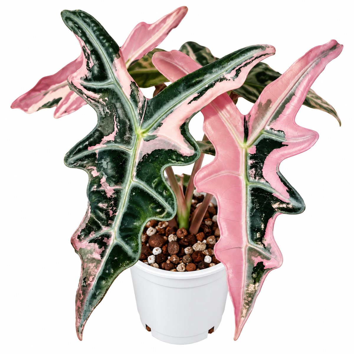Alocasia Nobilis Pink Variegated PRE-ORDER - Tissue culture (1plant/bag)