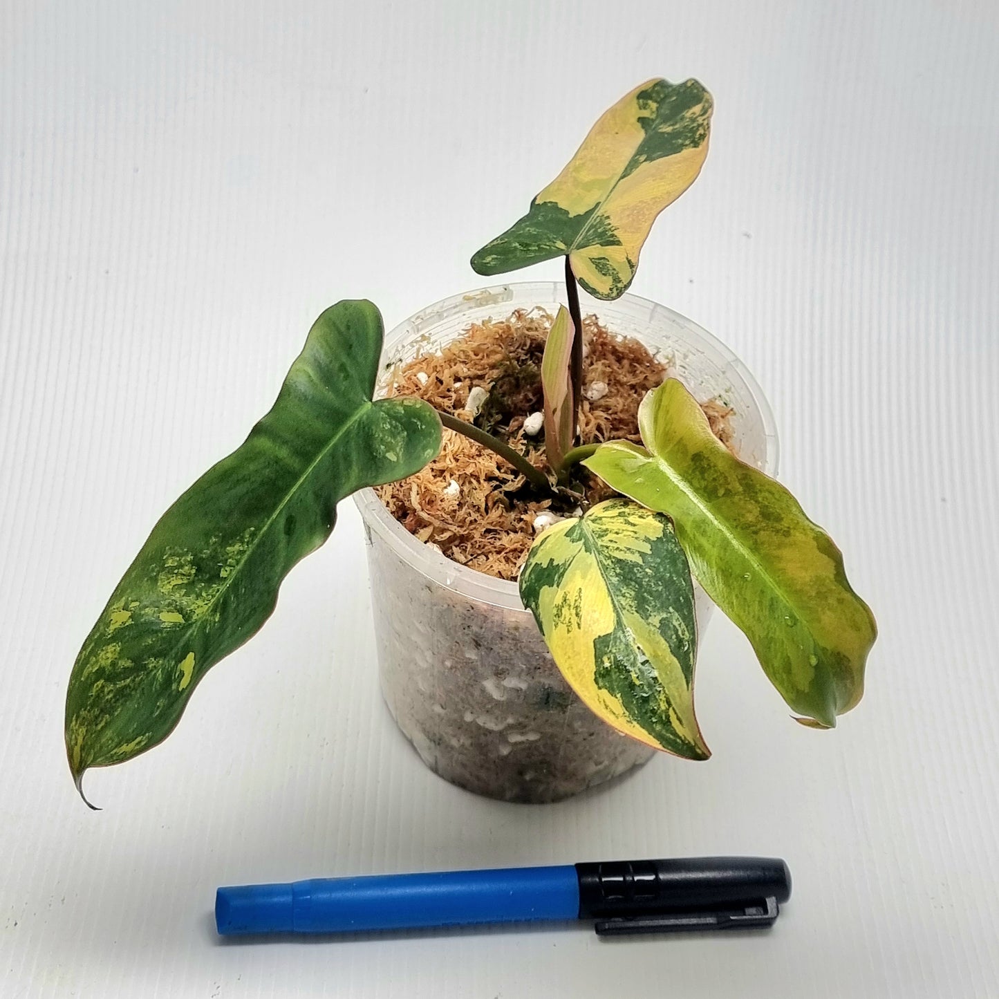Philodendron Brown Beauty (FB x Black billie)