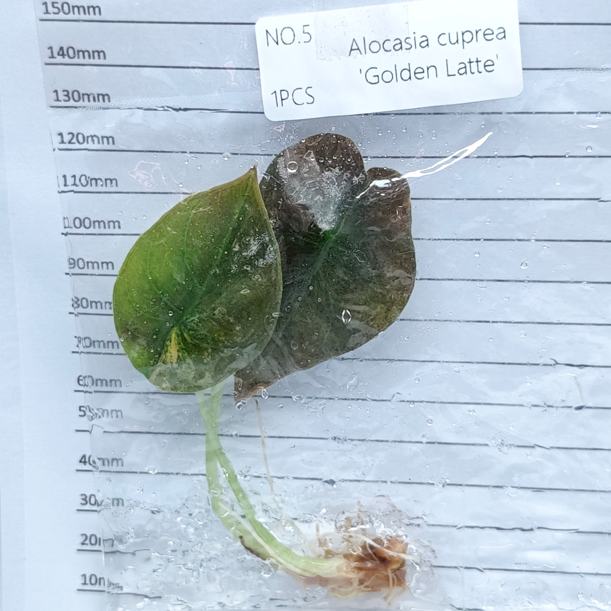 Alocasia cuprea Golden latte Variegated (1plant/bag) - Tissue culture