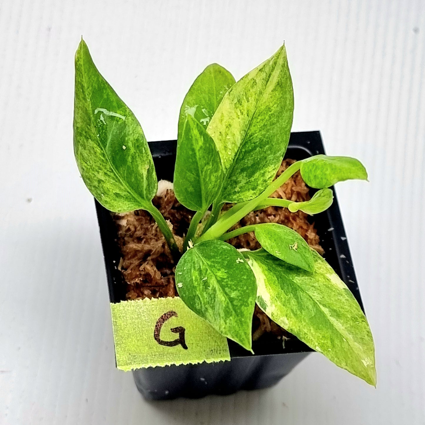 Anthurium vittariifolium Variegated