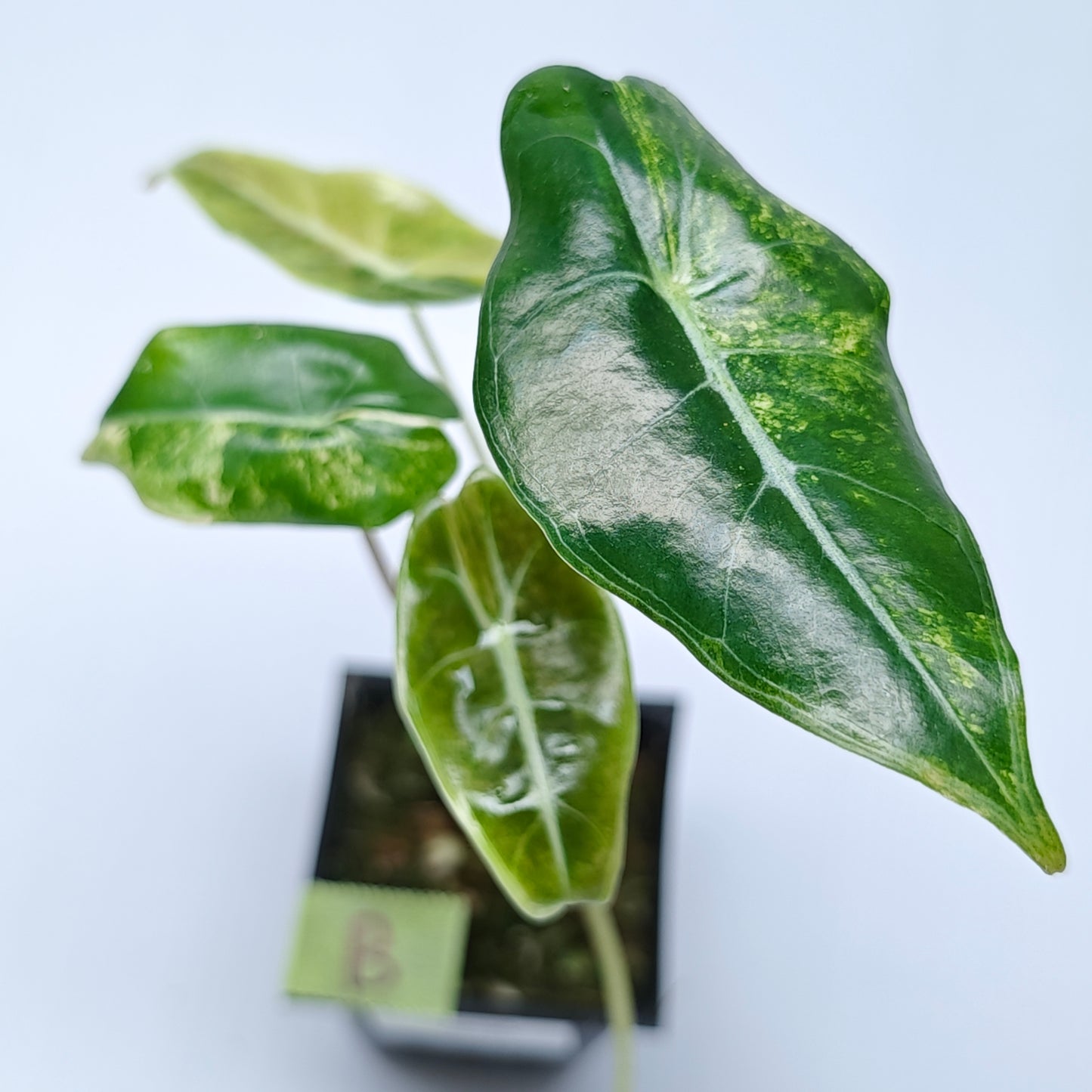 Alocasia longiloba Grandis Aurea Variegated
