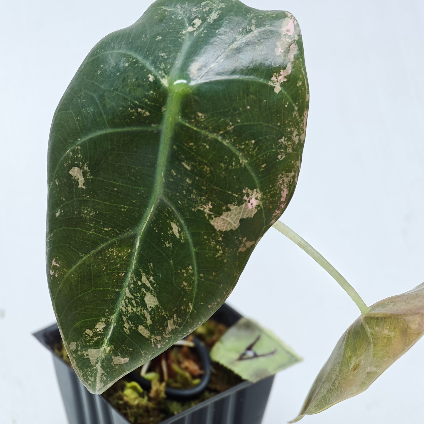 Alocasia sedenii Pink Variegated