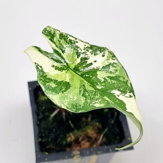 Alocasia Simpo Albo Variegated