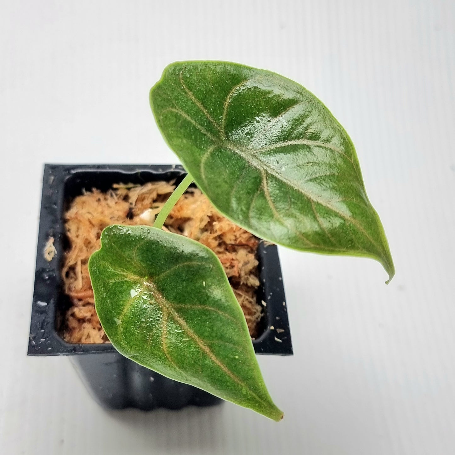 Alocasia azlanii REVERTED
