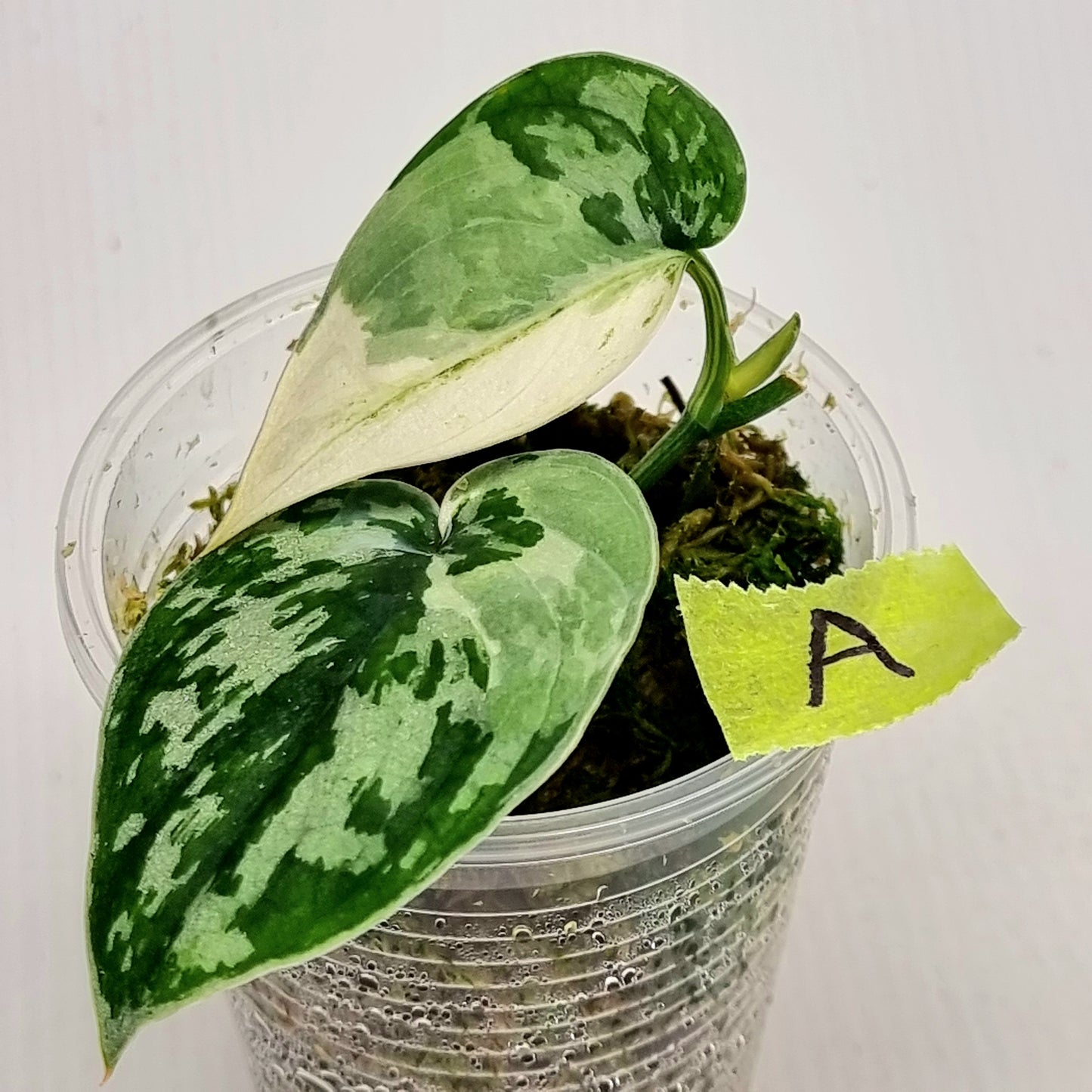 Variegated Scindapsus pictus Albo AKA Scindapsus Mayari