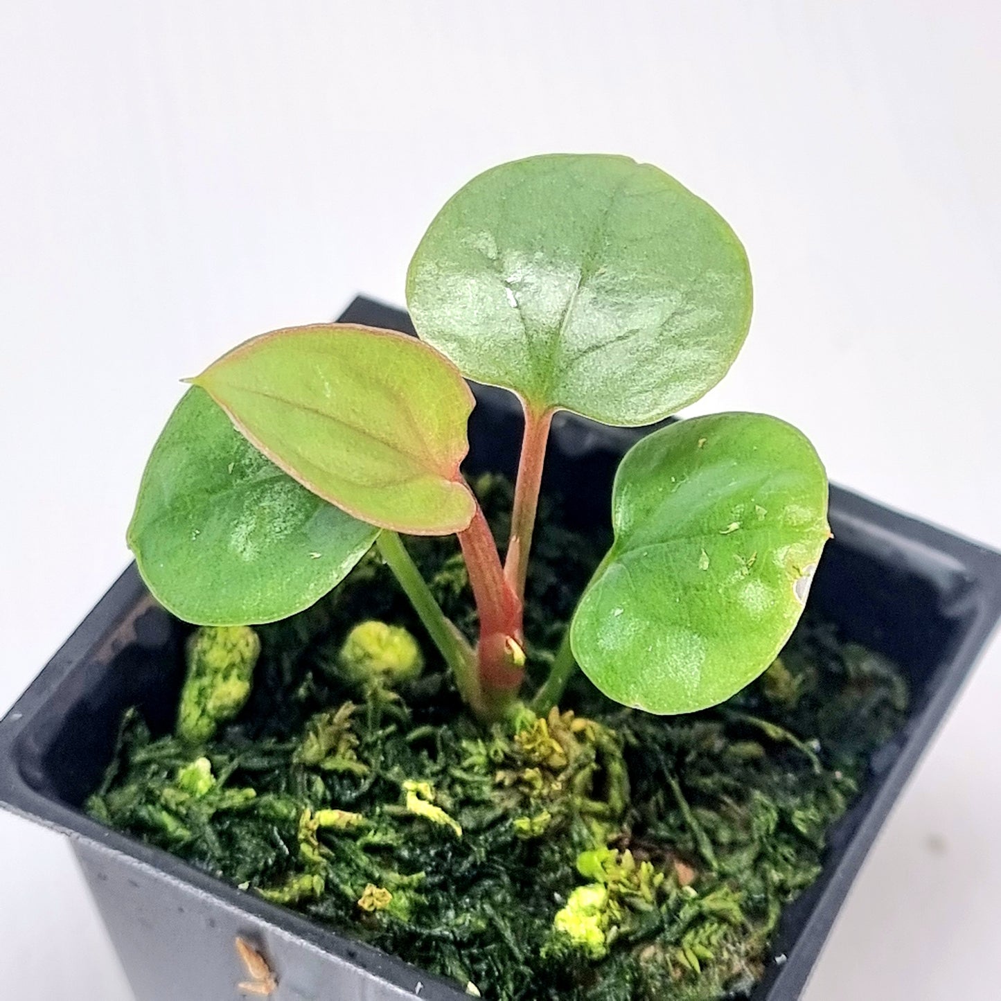 Anthurium luxurians