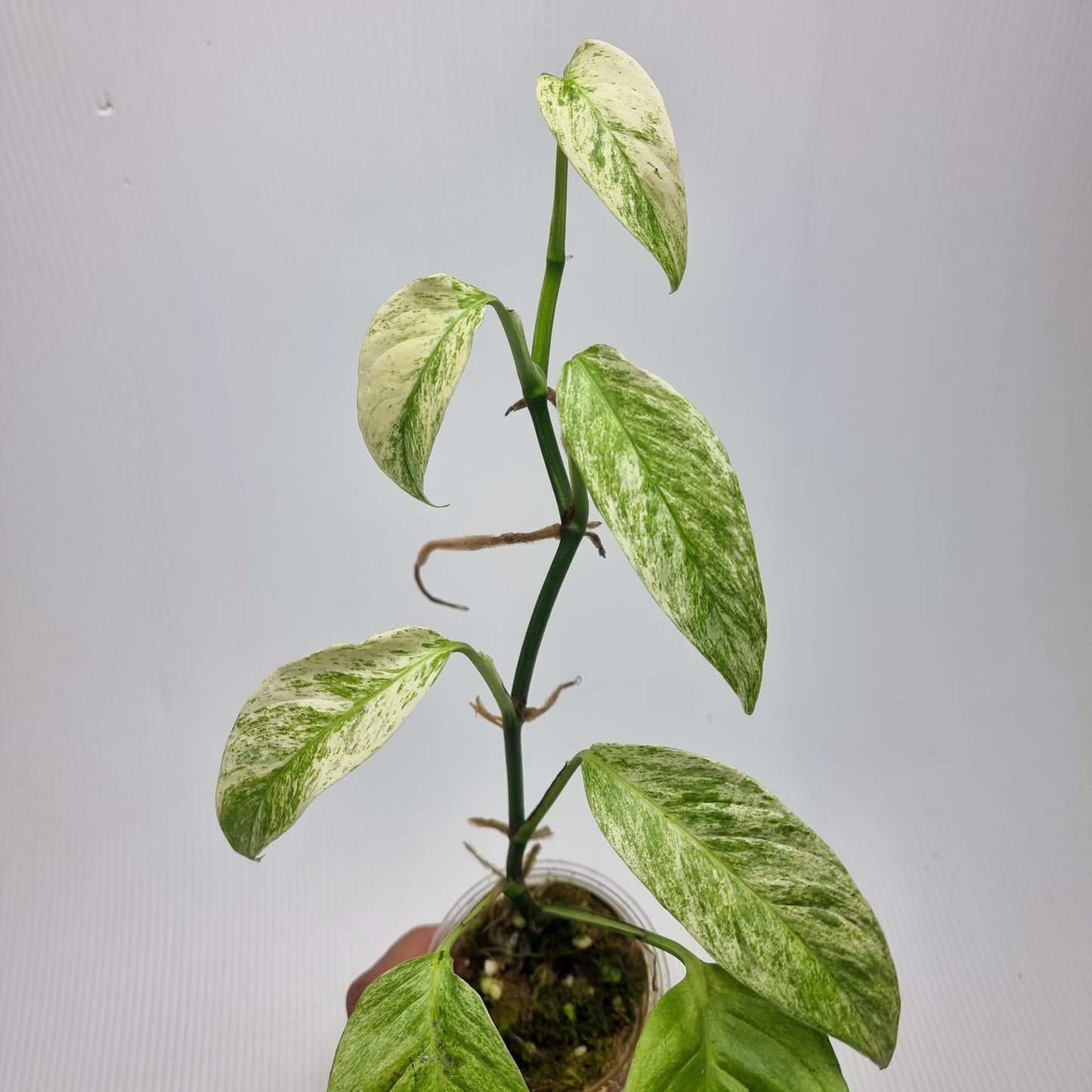 Monstera adansonii ssp laniata Mint variegated