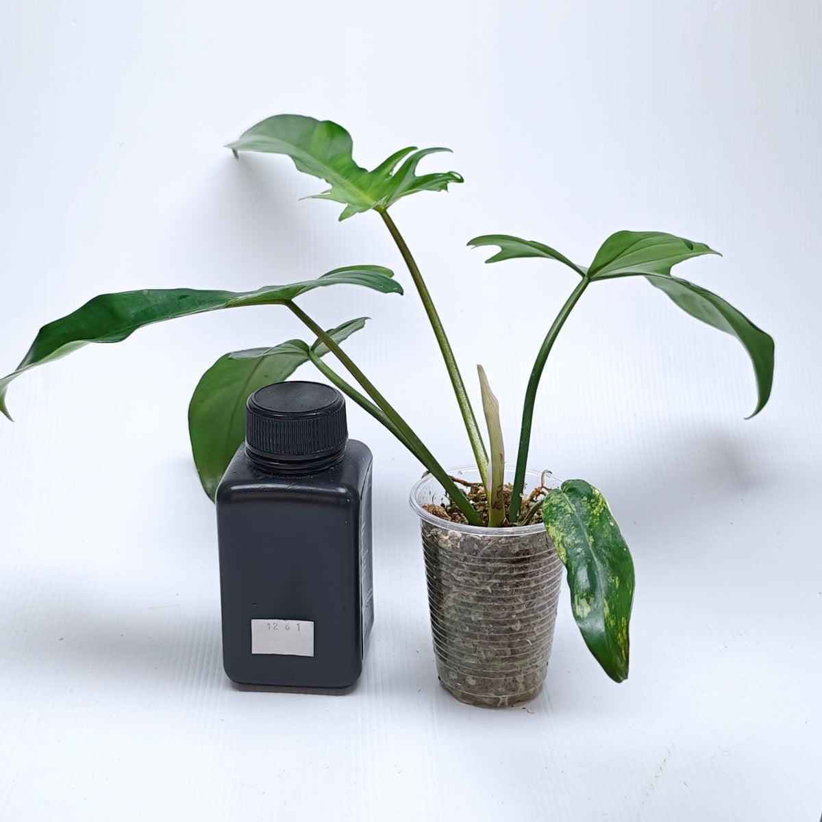 Philodendron Florida Beauty x P. mayoi Reverted