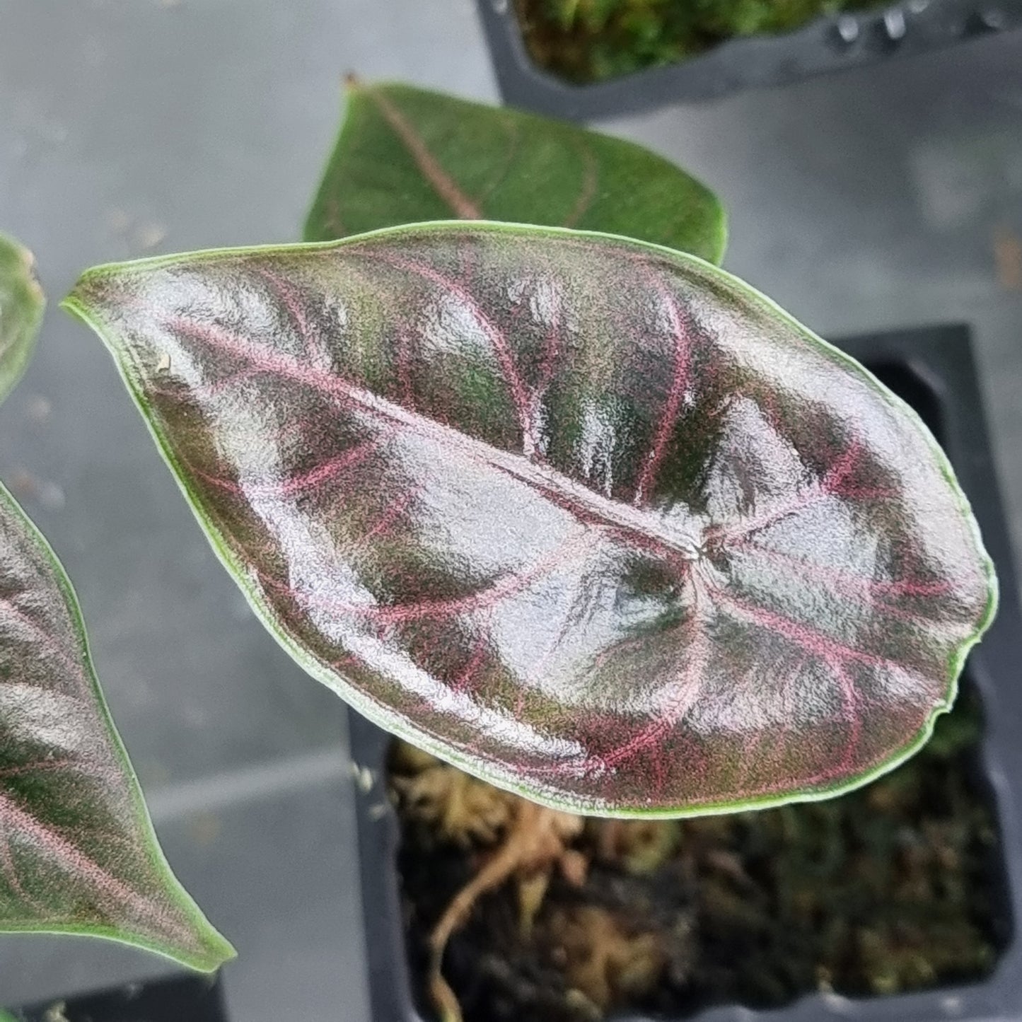 Alocasia azlanii REVERTED