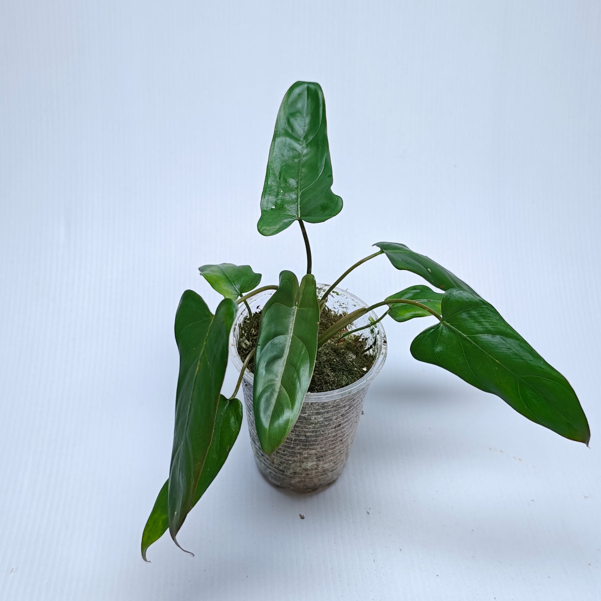 Philodendron pinnatilobum aff