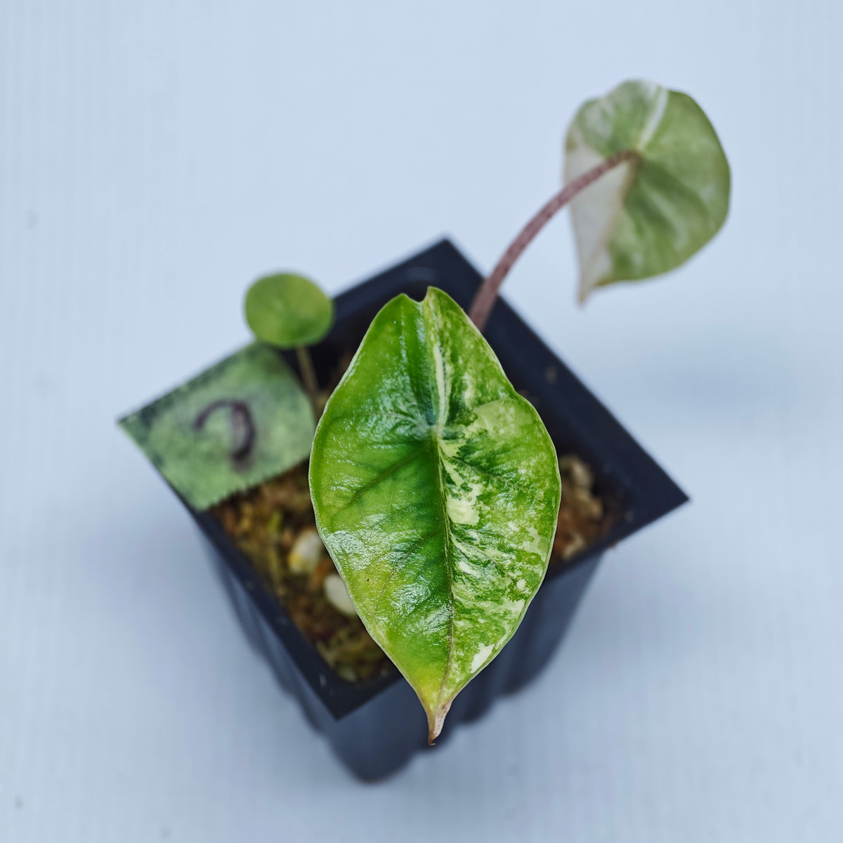 Alocasia Metallic Blue Albo Variegated