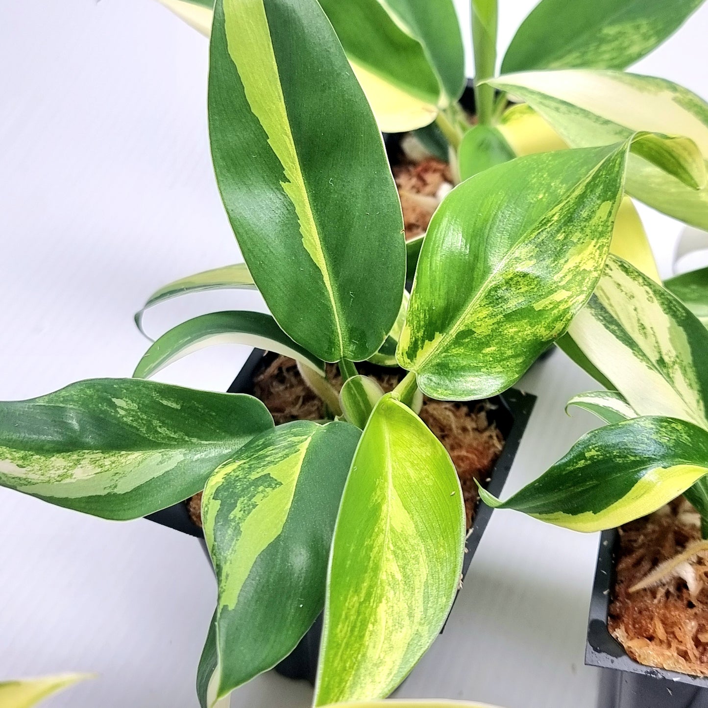 Philodendron Imperial Green Variegated