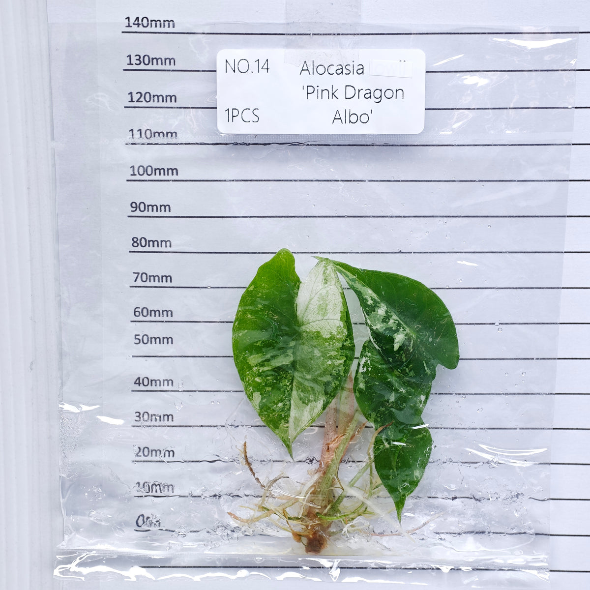Alocasia Pink Dragon Albo/Pink Variegated (1plant/bag) - Tissue culture