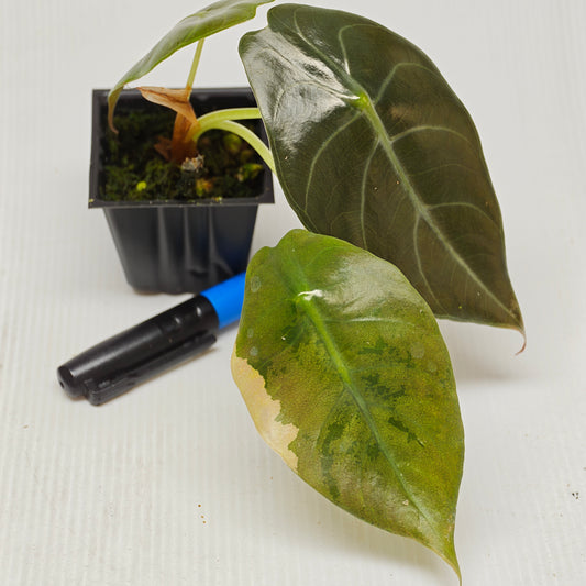 Alocasia sedenii Aurea Reverted