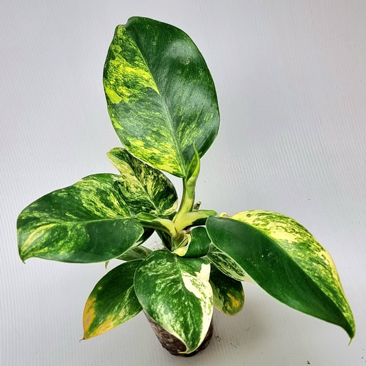 Philodendron Imperial Green Variegated