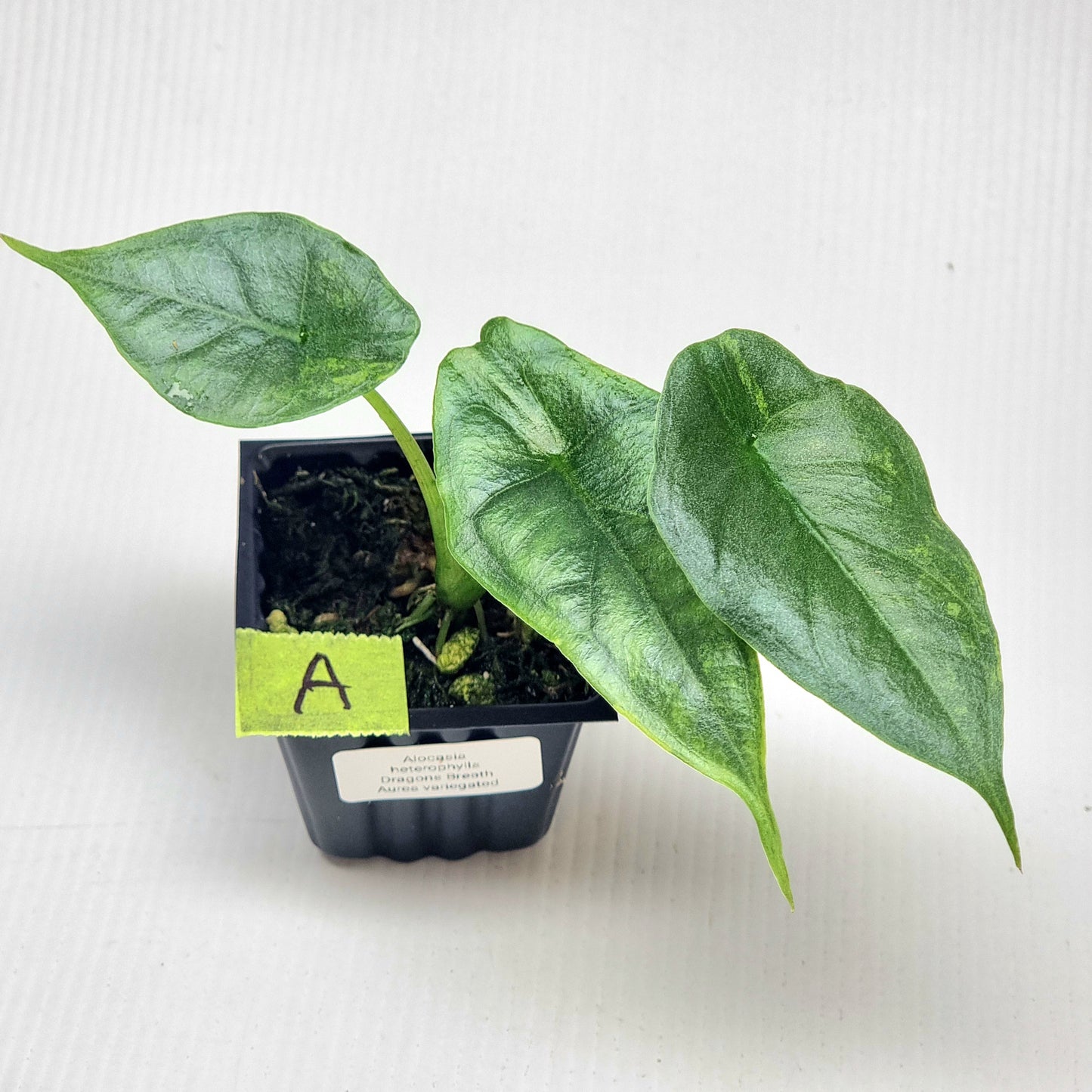 Alocasia heterophylla Dragon's Breath Aurea Variegated