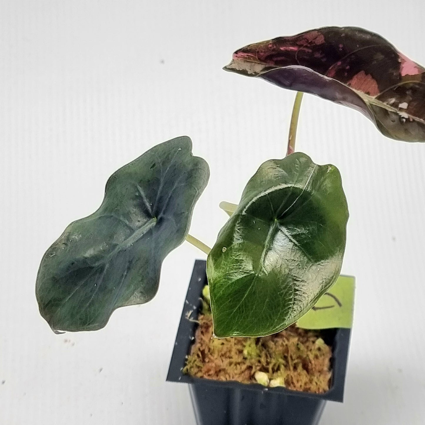 Alocasia Chantrieri LOW Variegated