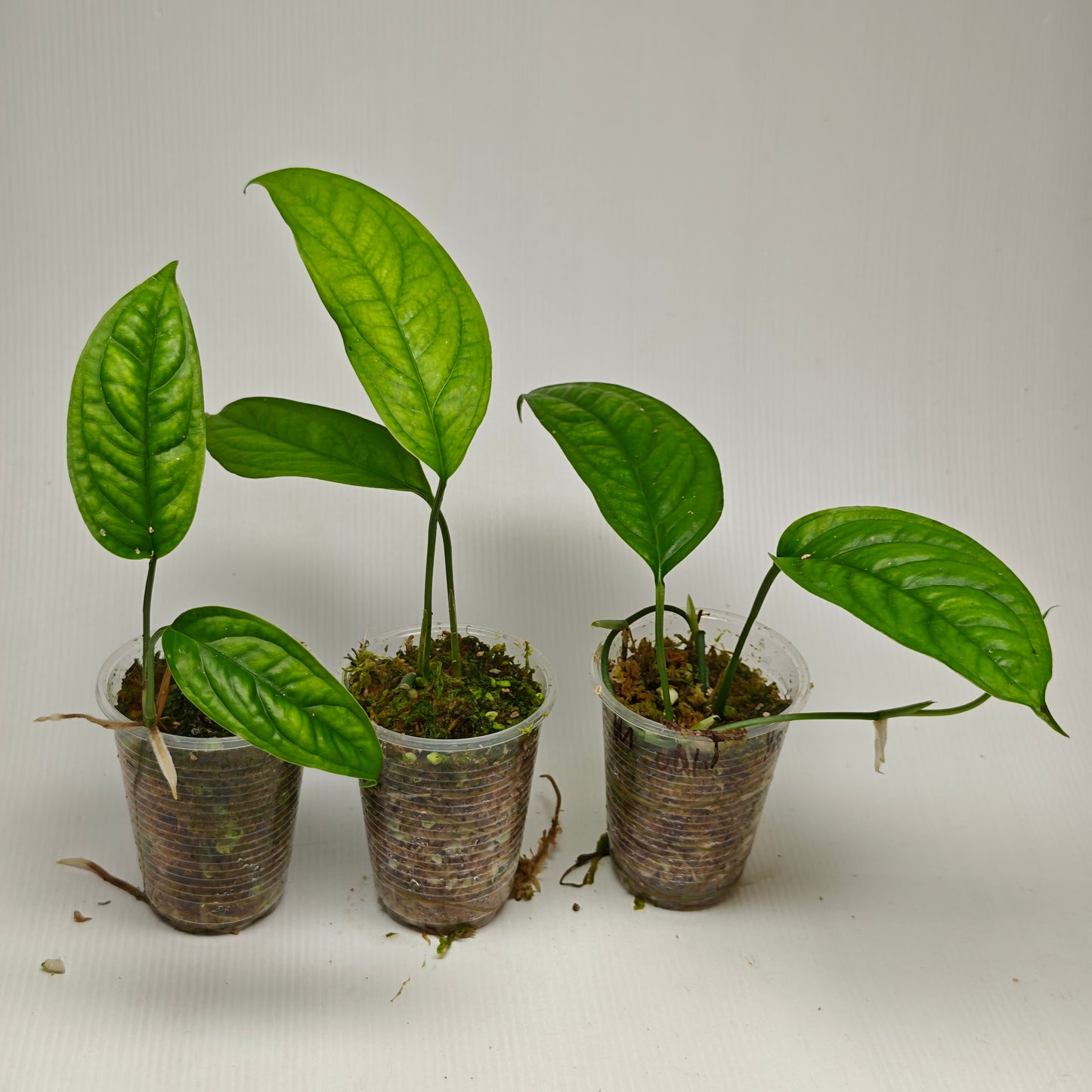 Monstera obliqua 'Yasuni'