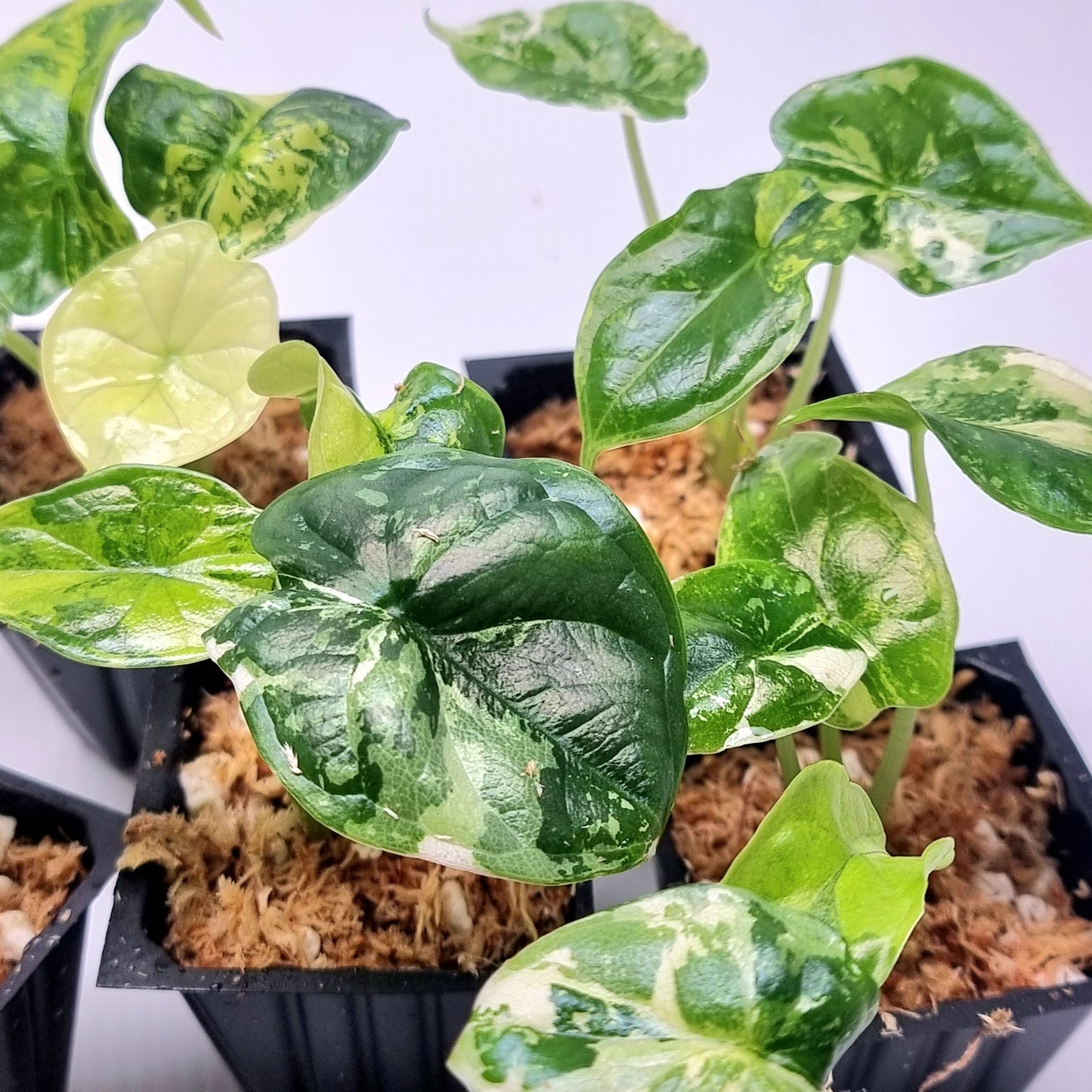 Alocasia Dragon Scale Variegated