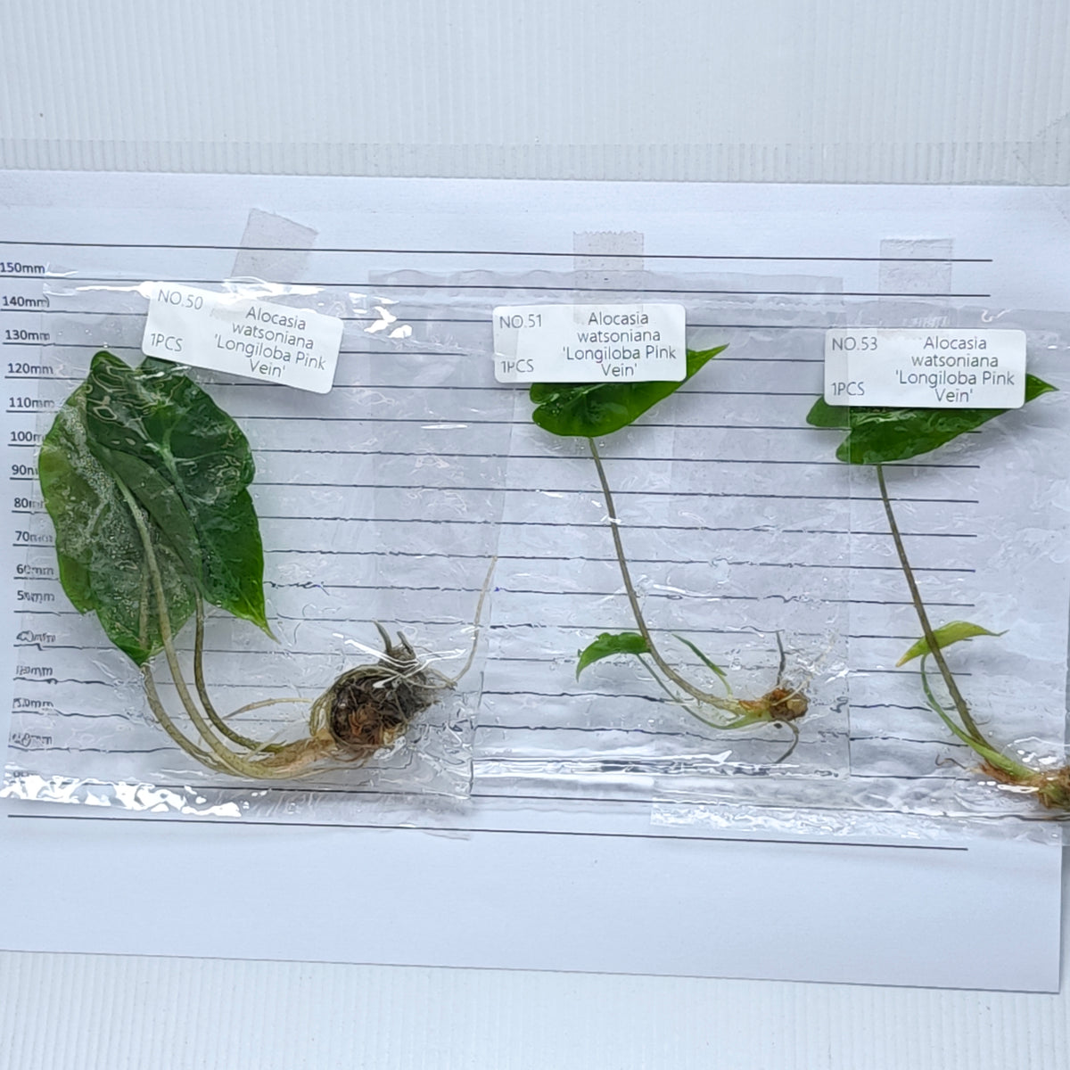Alocasia Black Satun Pink Vein  (1plant/bag) - Tissue culture