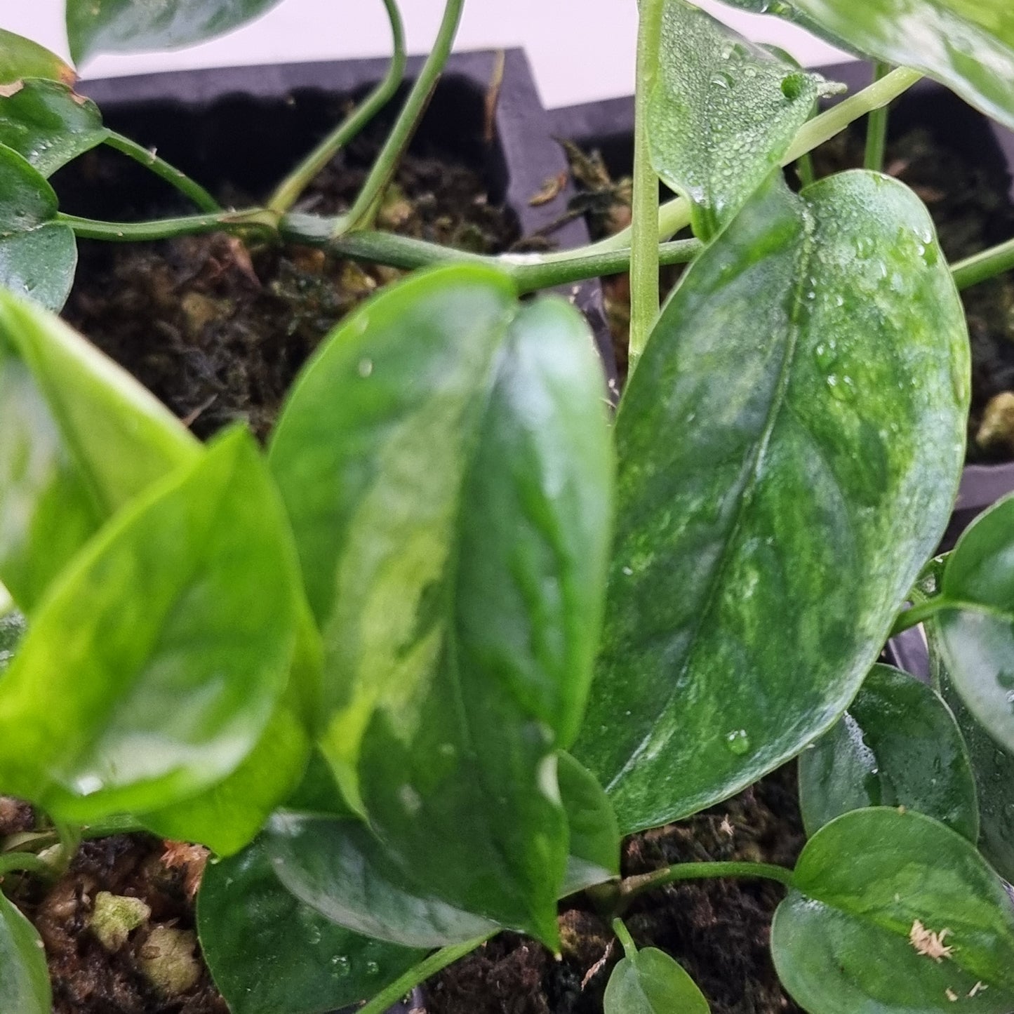Low Variegated Epipremnum pinnatum Marble sp Bali Hanoman