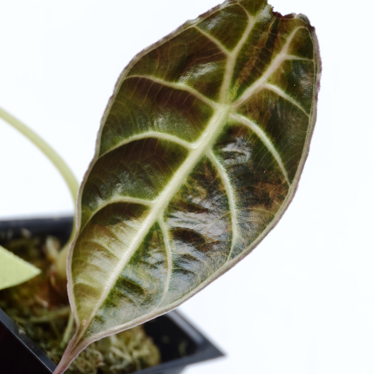Alocasia watsoniana Aurea Variegated