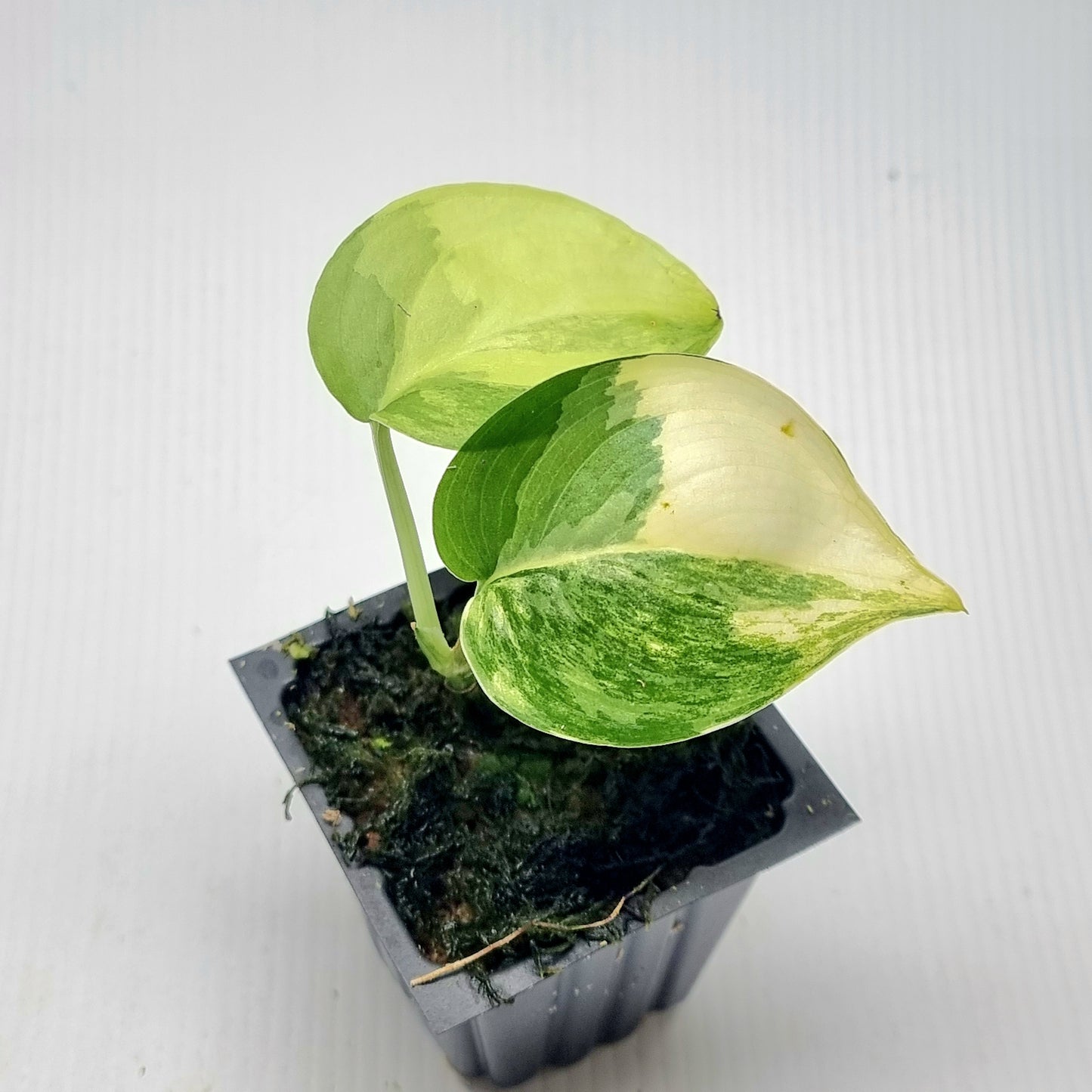 Scindapsus Jade Satin Aurea Variegated