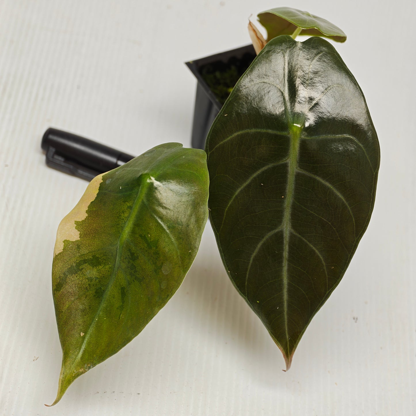Alocasia sedenii Aurea Reverted
