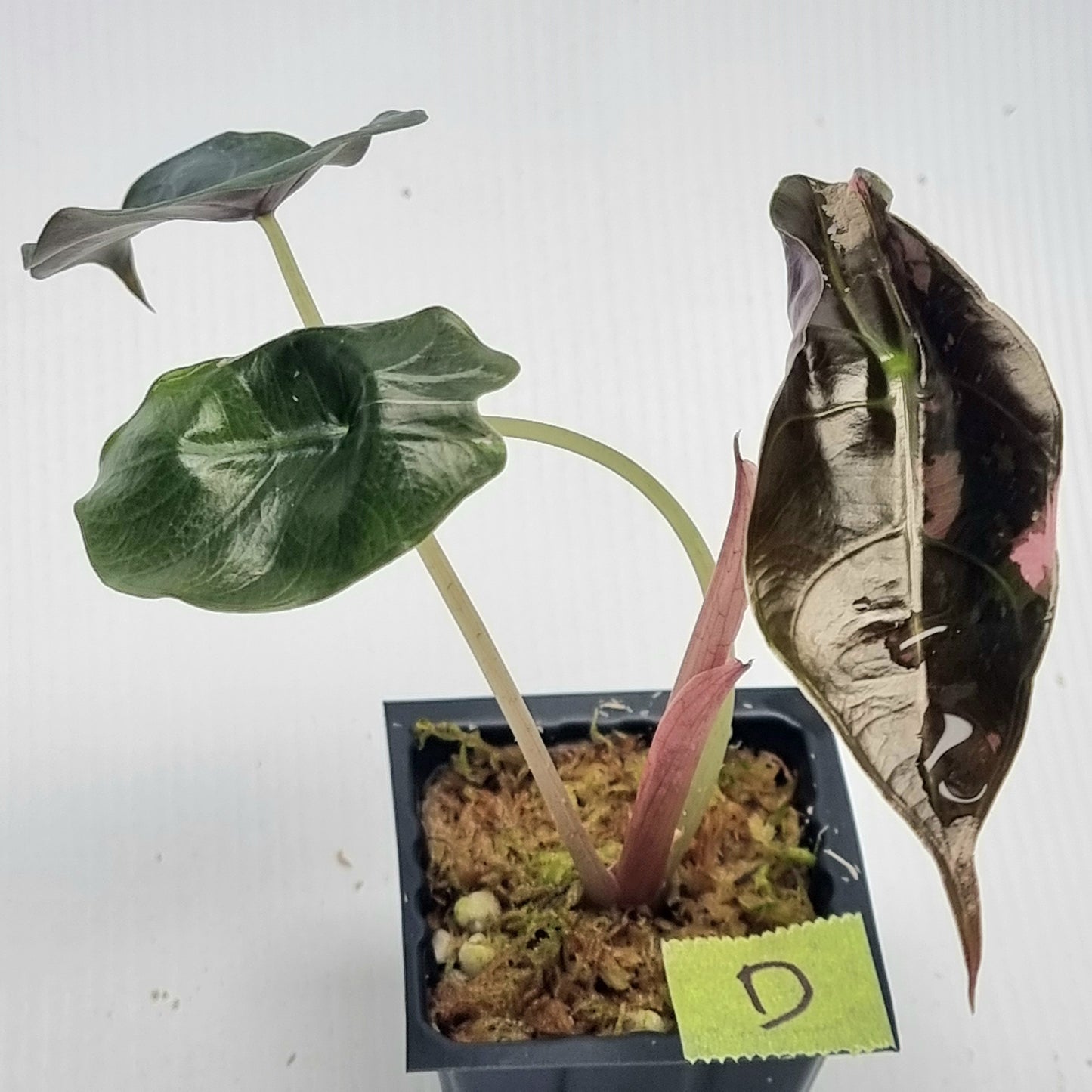 Alocasia Chantrieri LOW Variegated