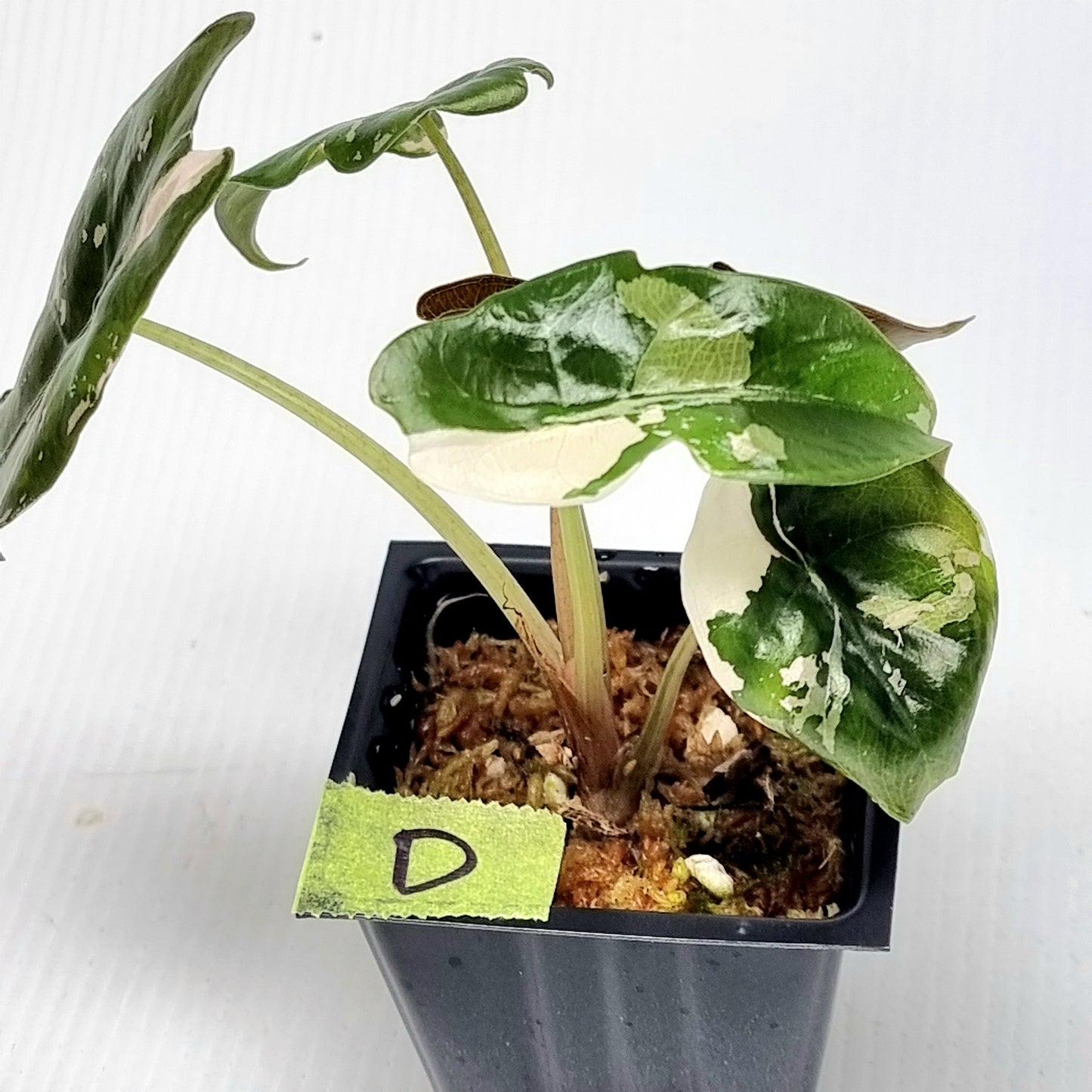 Alocasia Chantrieri Pink Variegated