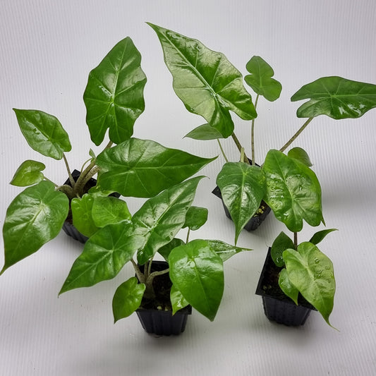 Alocasia portora Reverted