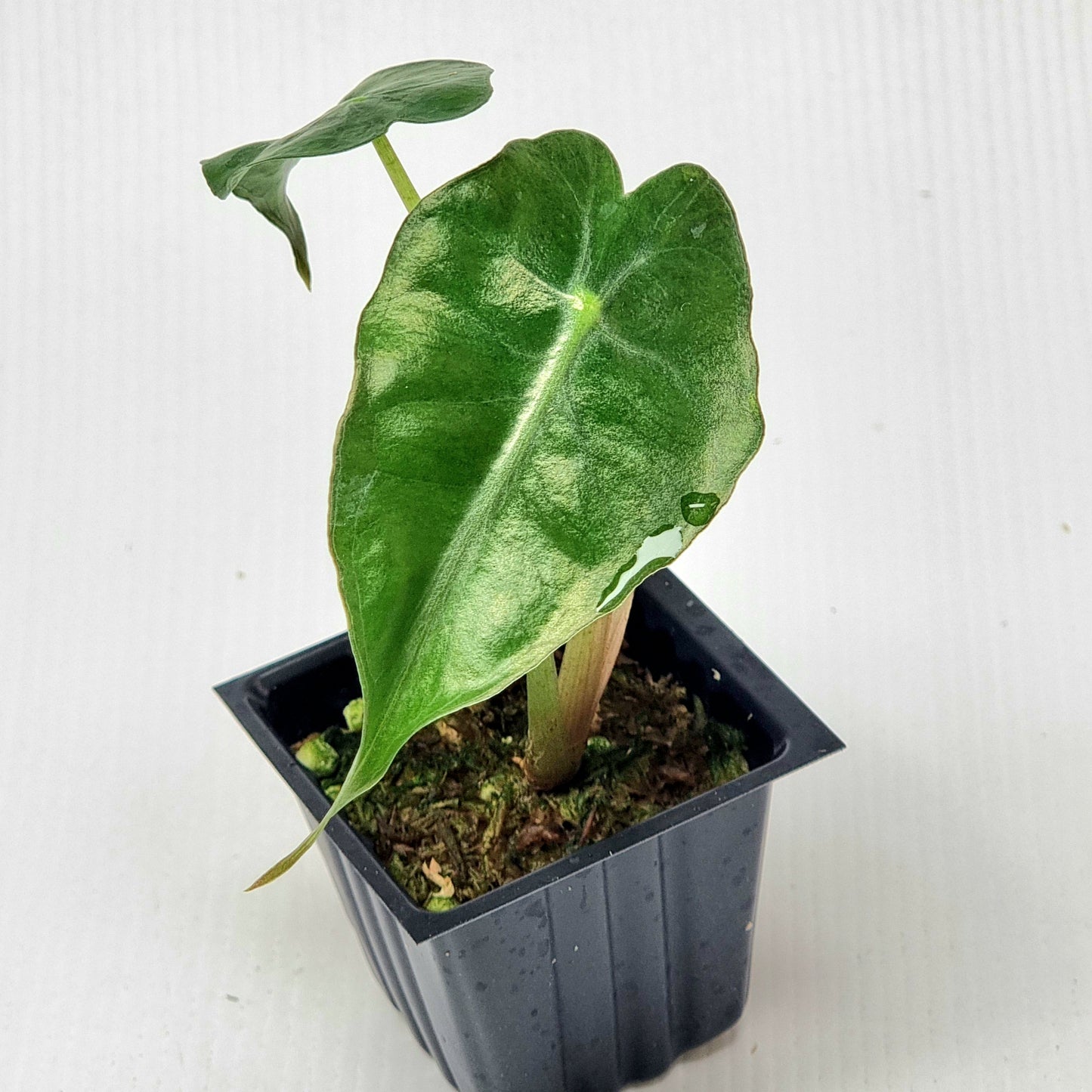 Alocasia Venom
