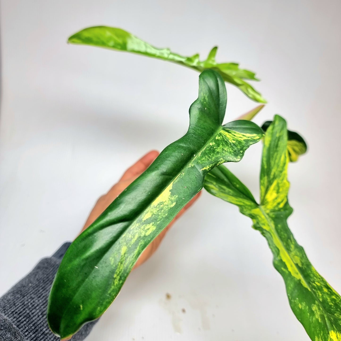 Philodendron Chaos (FBxMY narrow)