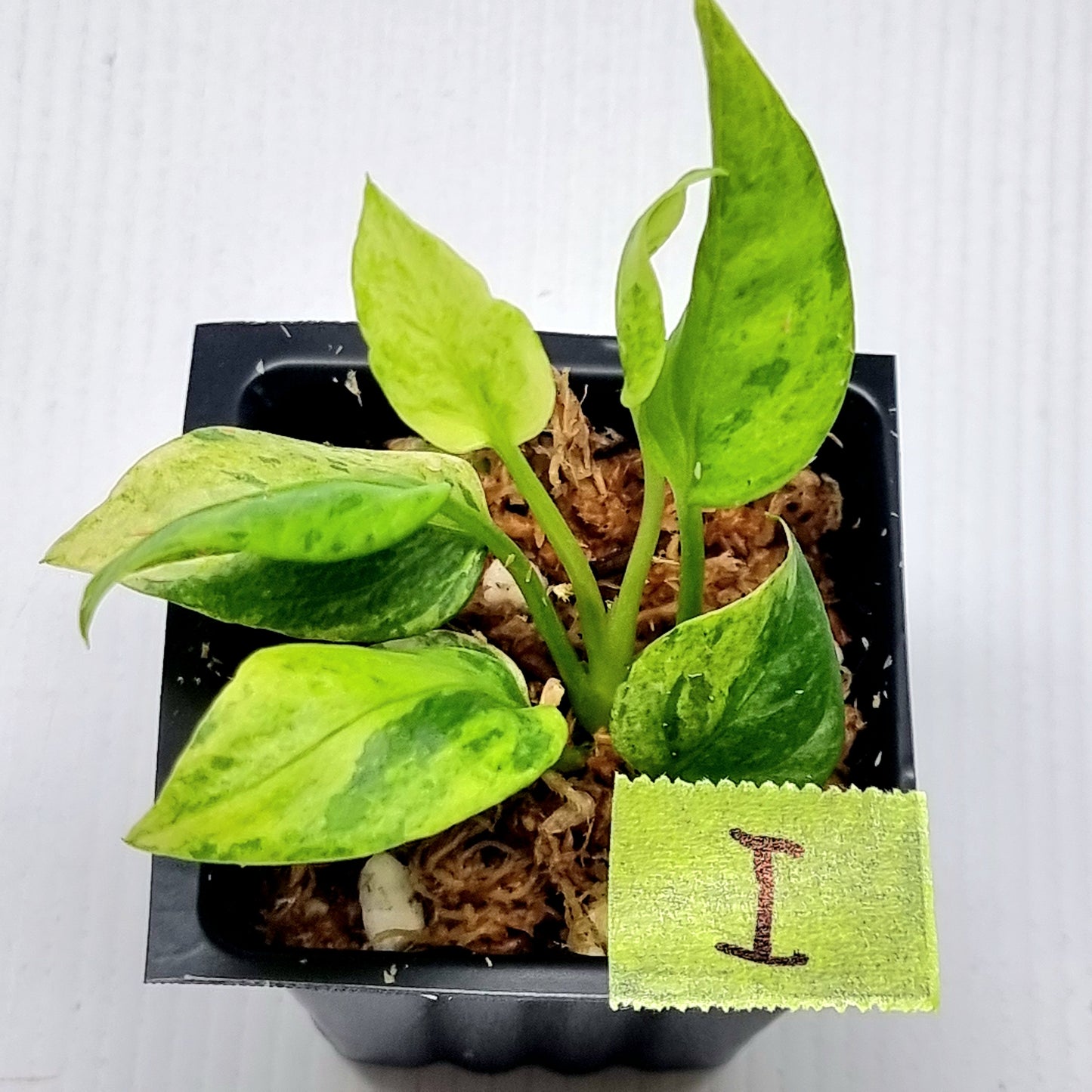 Anthurium vittariifolium Variegated