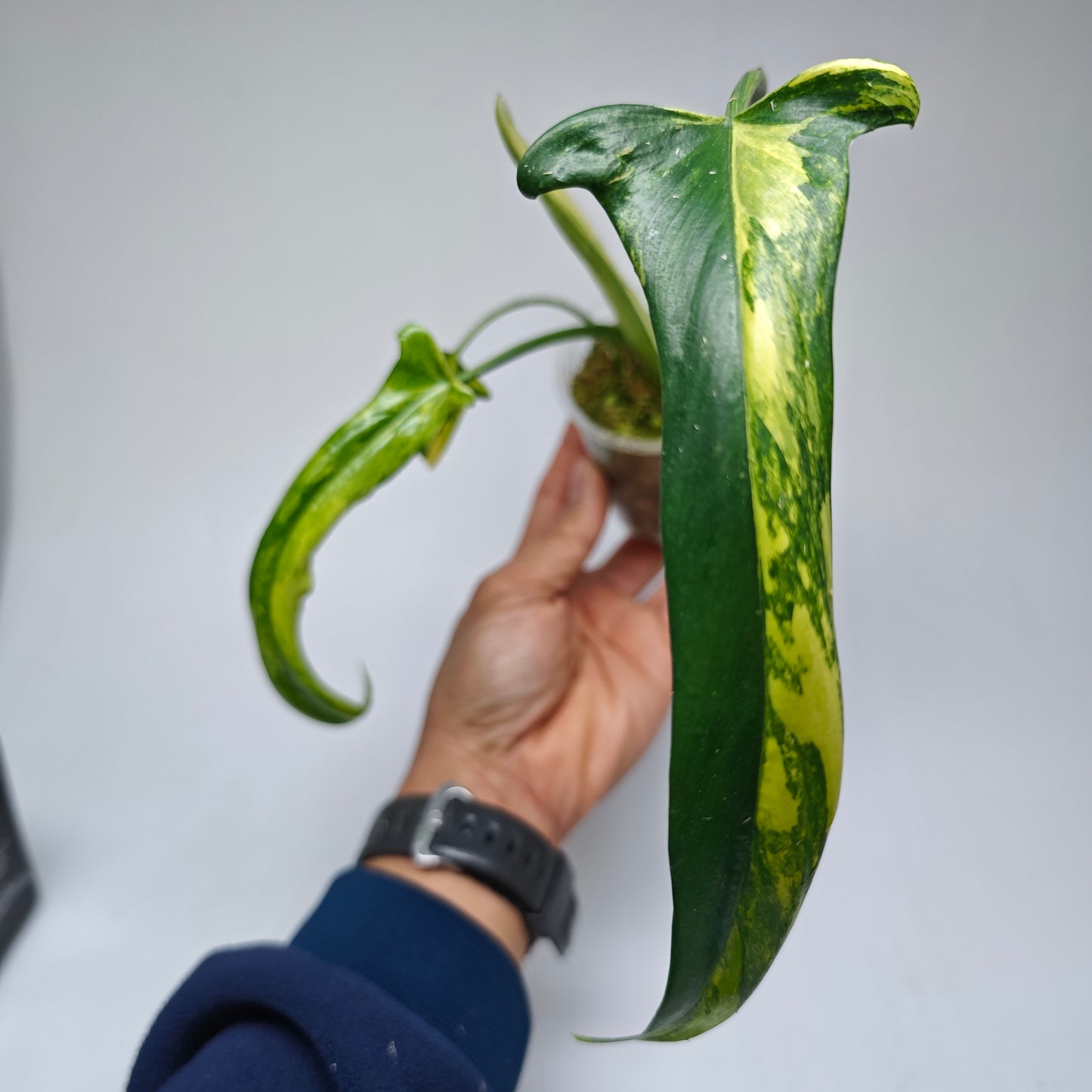 Philodendron holtonianum Variegated