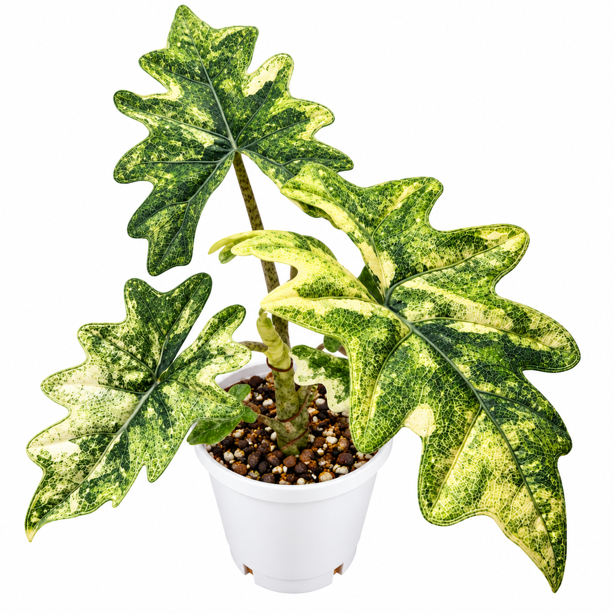 Alocasia Jackly Mystic Variegated PRE-ORDER - Tissue culture (1plant/b ...