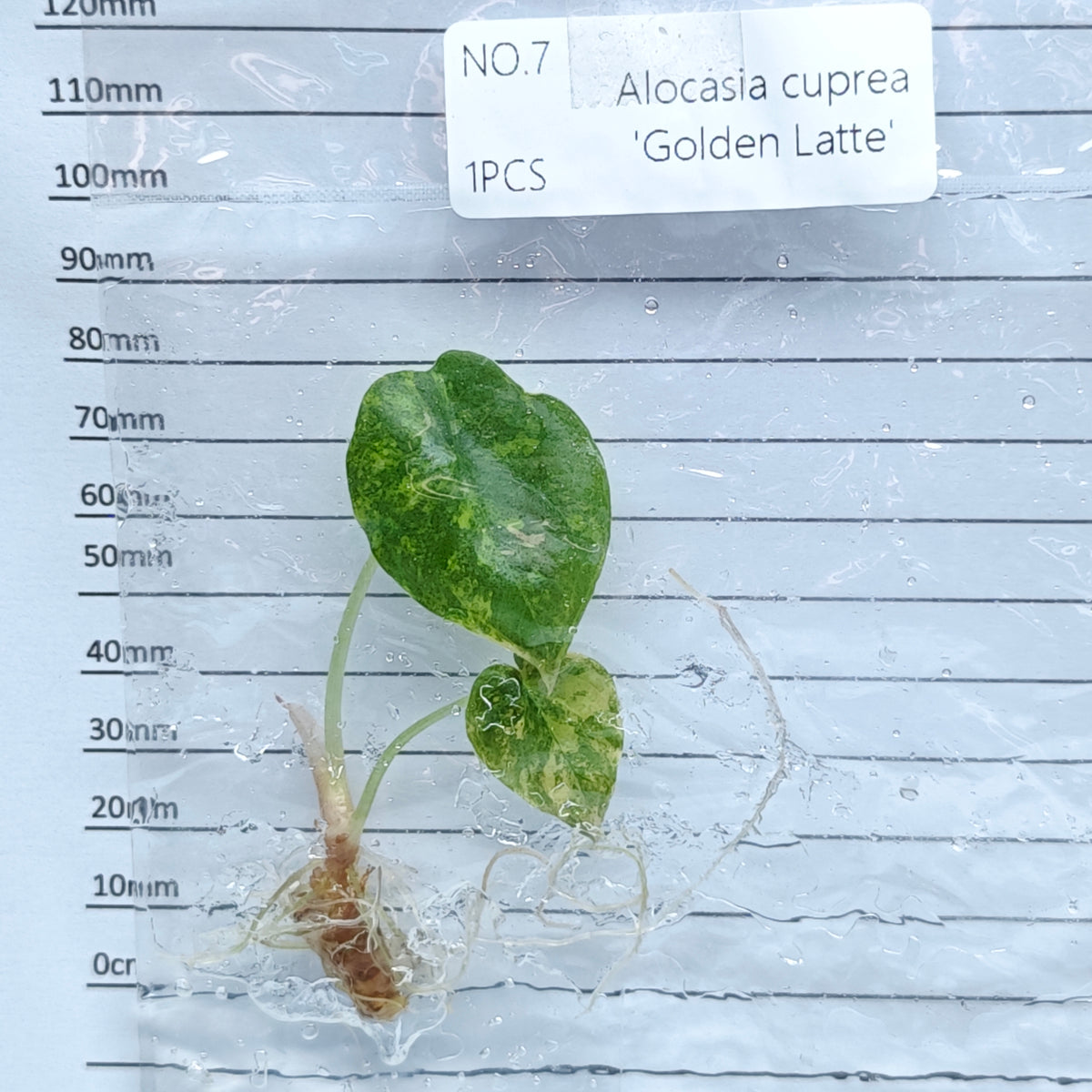 Alocasia cuprea Golden latte Variegated (1plant/bag) - Tissue culture