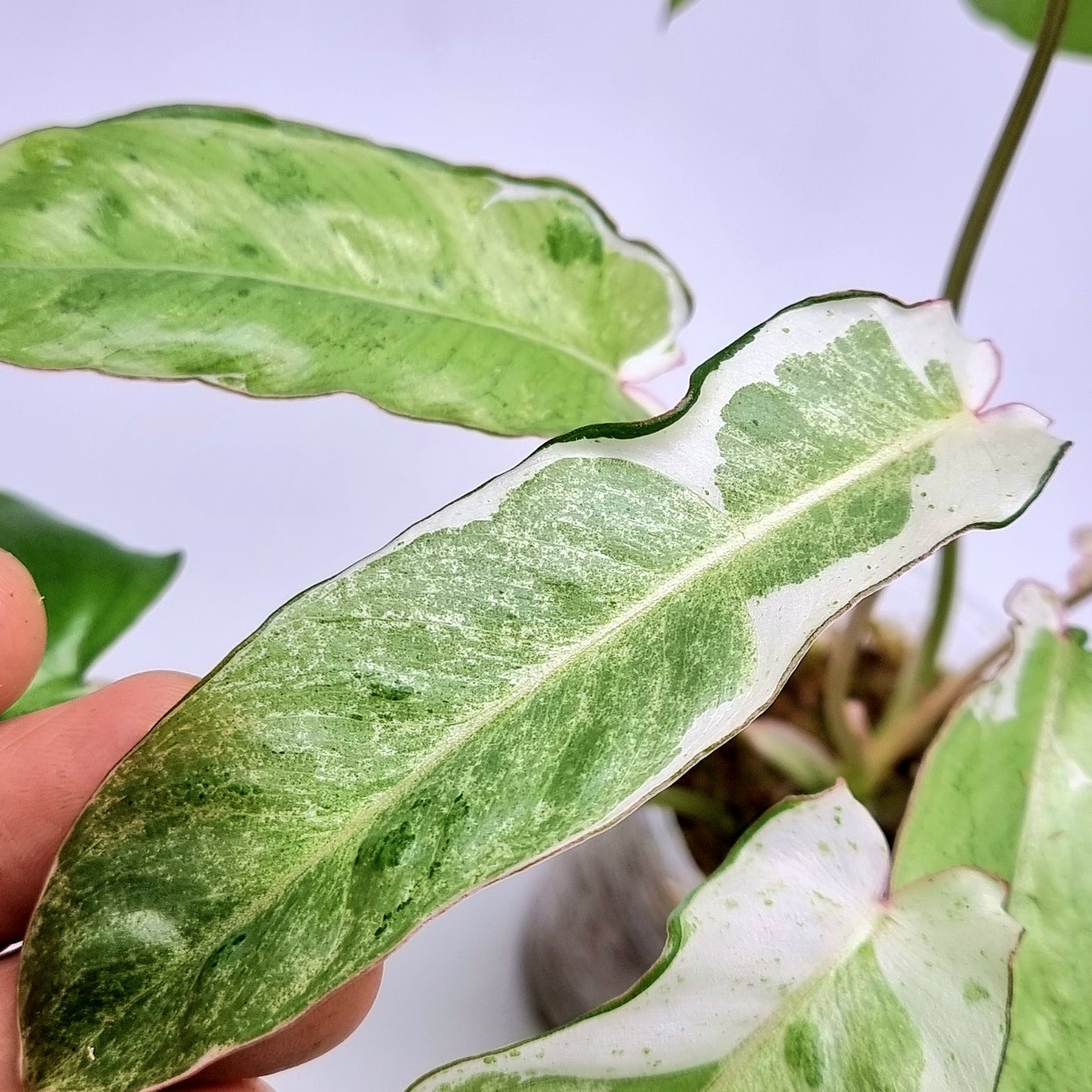Philodendron Paraiso Verde Albo Variegated