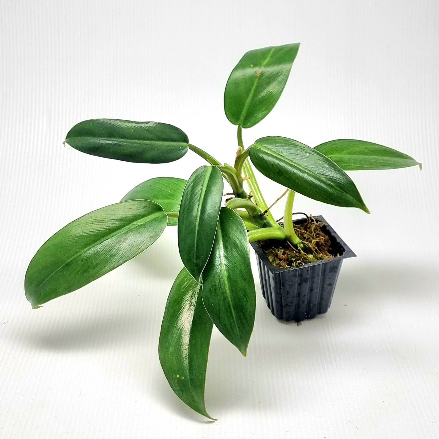 Philodendron Whipple Way Reverted