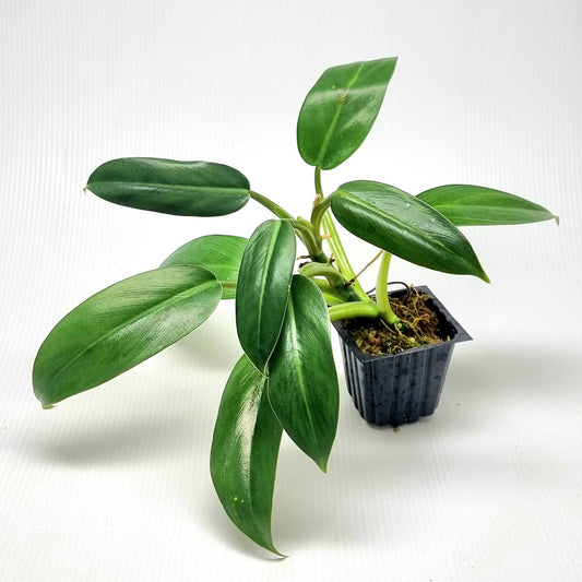 Philodendron Whipple Way Reverted