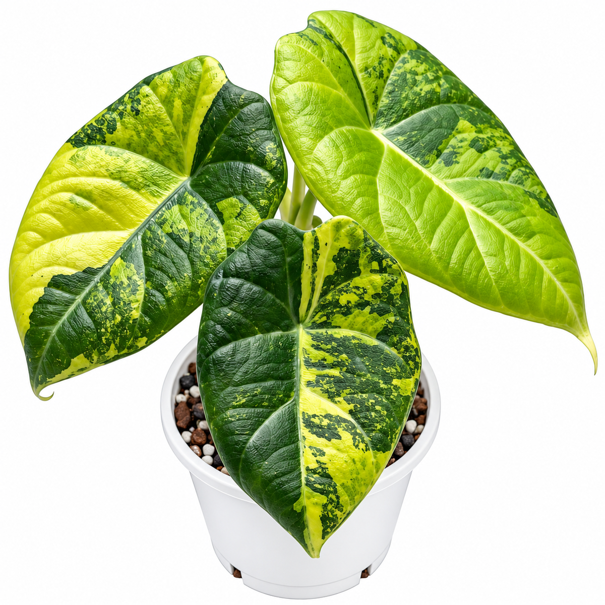 Alocasia 'Maharani Gold' PRE-ORDER - Tissue culture (1plant/bag)