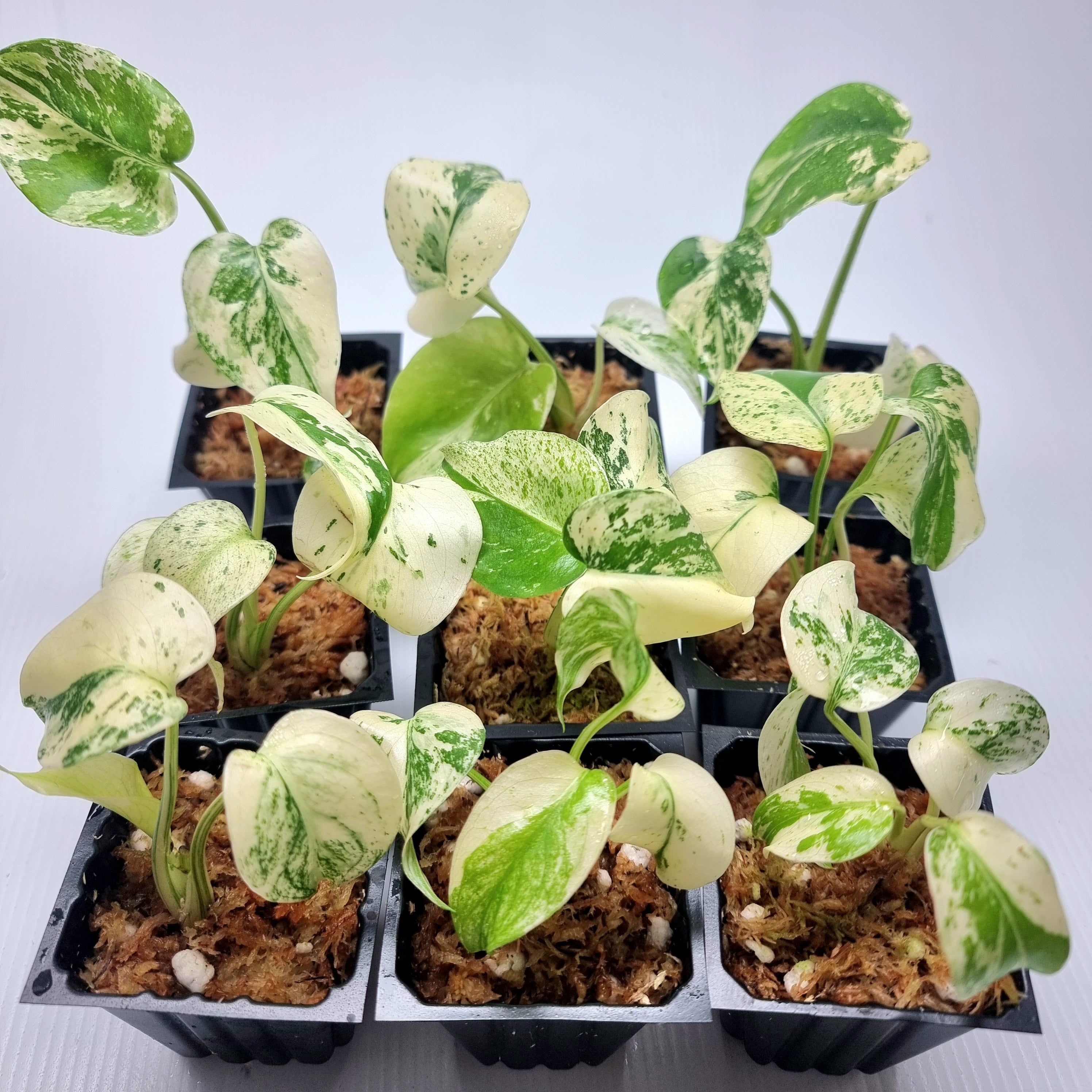 Monstera deliciosa Mint – Flora Magnifica Australia