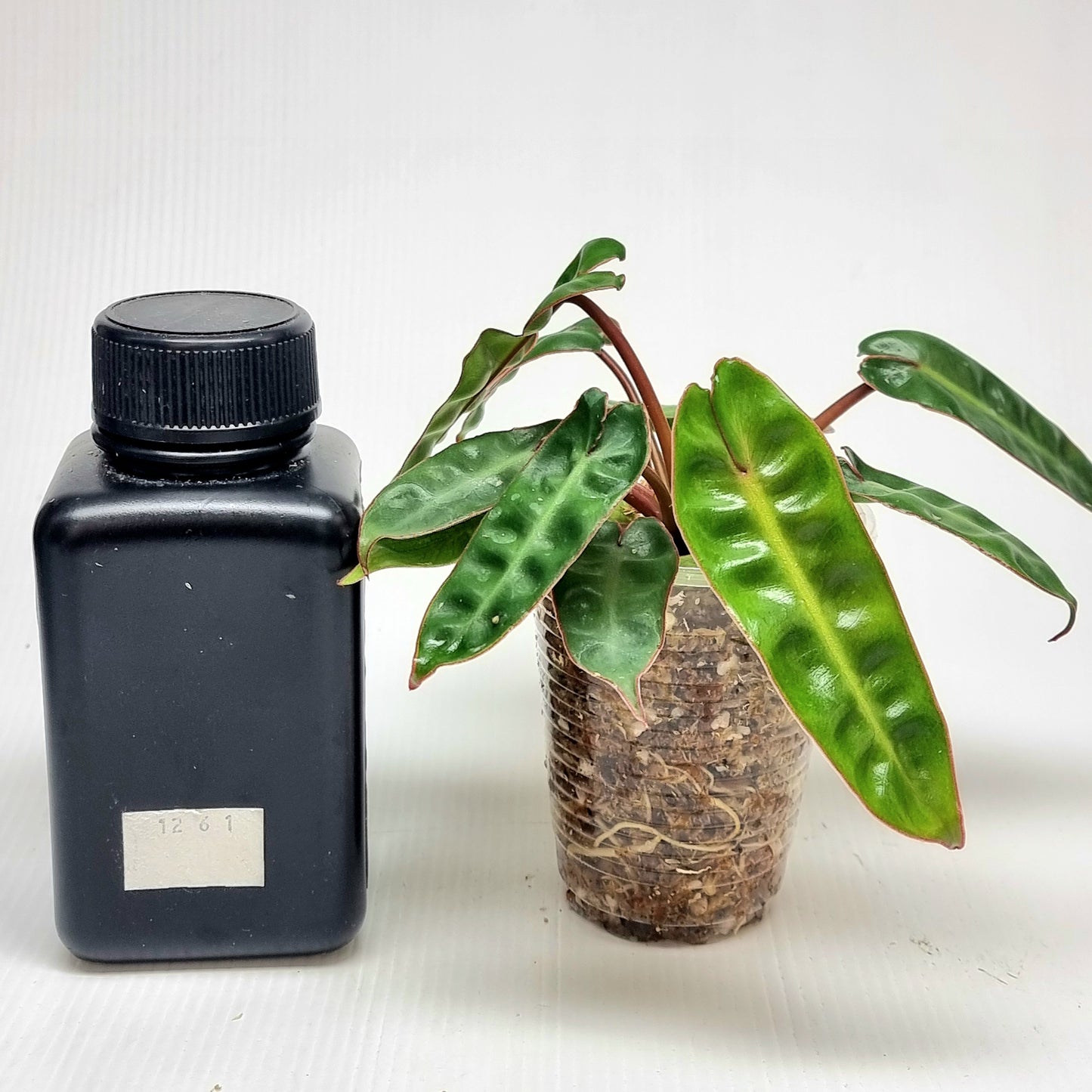 REVERTED Philodendron billietiae