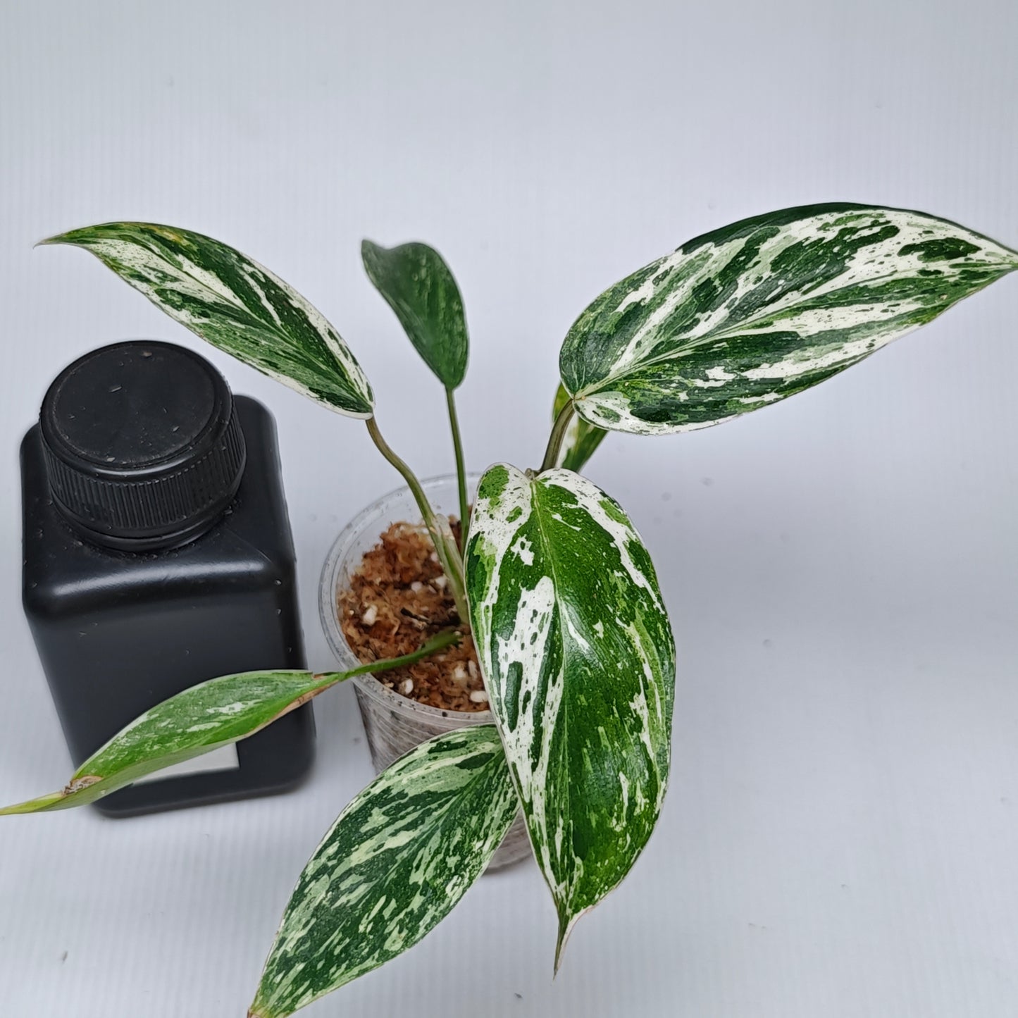 Philodendron Emerald Queen Marble