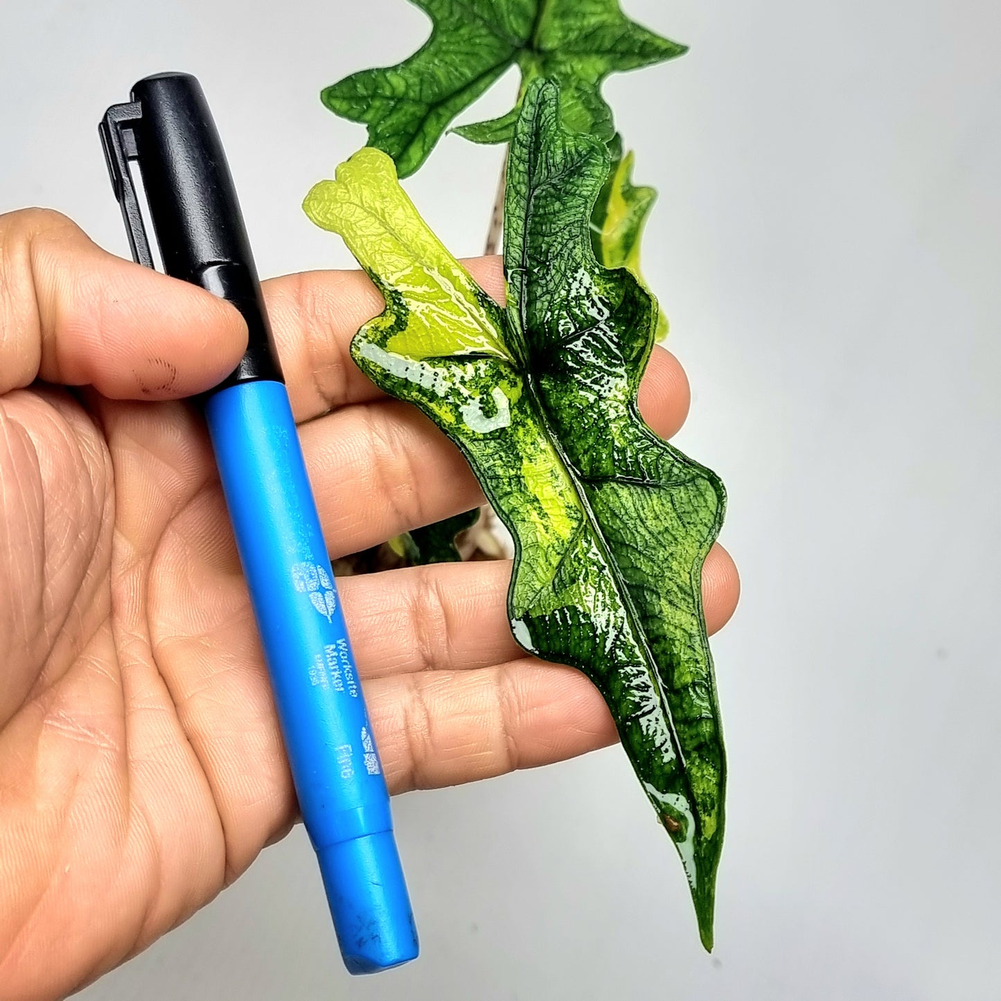 Alocasia Jacklyn Aurea Variegated