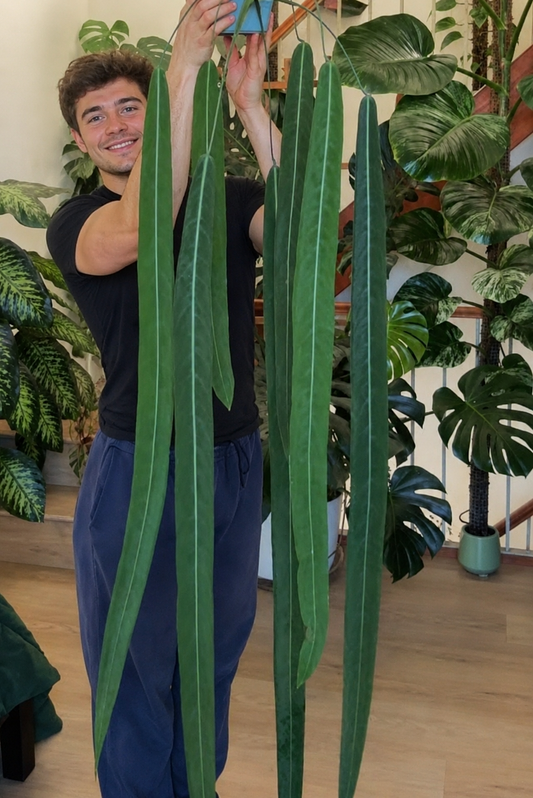 Anthurium pallidiflorum
