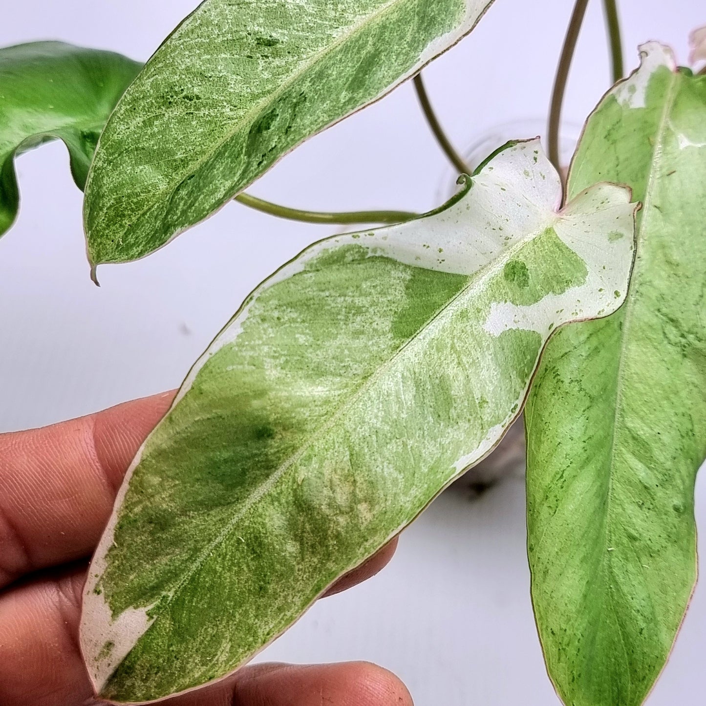 Philodendron Paraiso Verde Albo Variegated