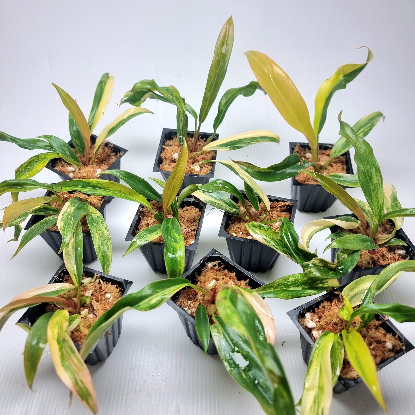 Philodendron Caramel Marble