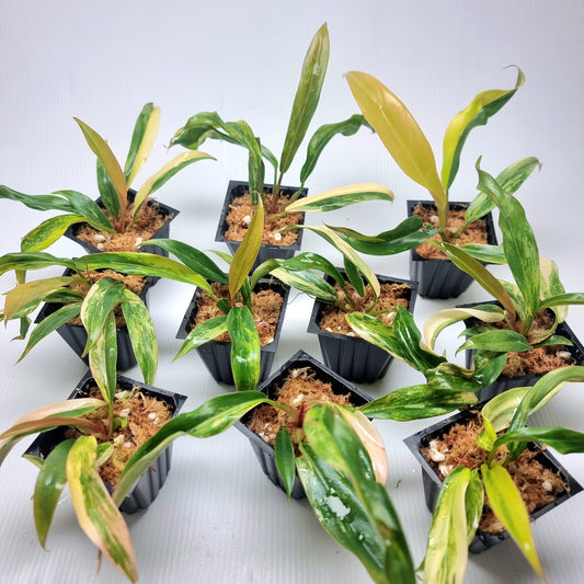 Philodendron Caramel Marble